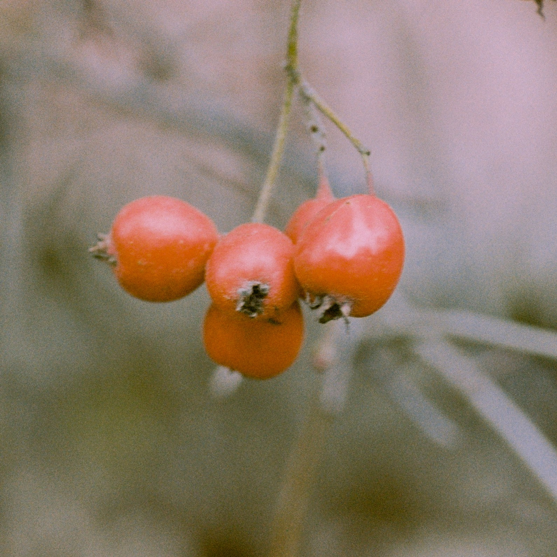 Осень на просроченную Kodak Color Plus 200 и Contax N1 с макро-объективом