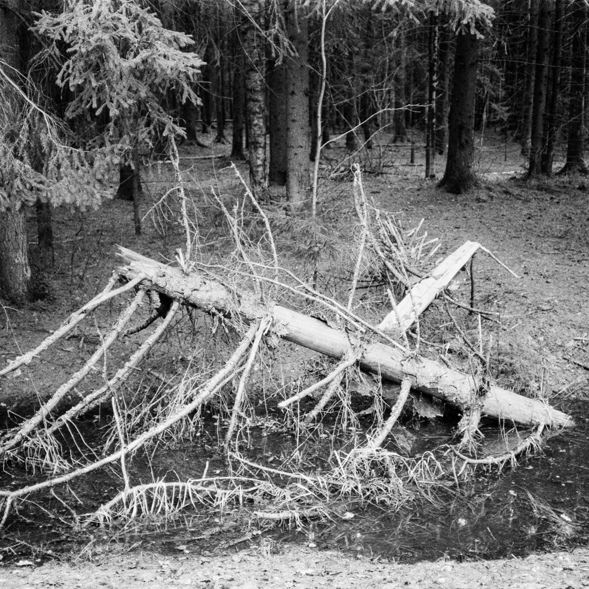 Весна на ЧБ-пленку