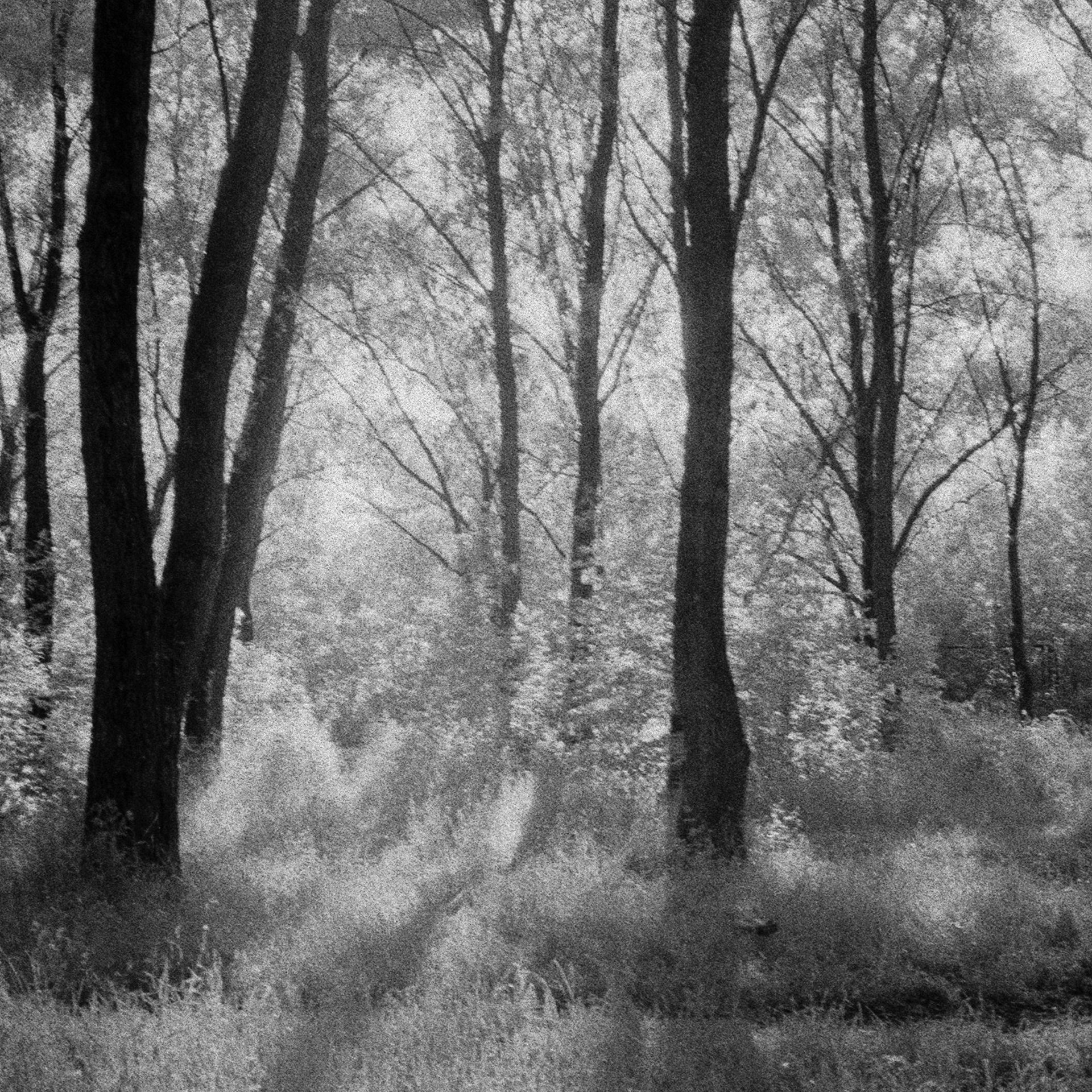 Olympus Pen EED / Agfa Aviphot Pan BW ISO 200