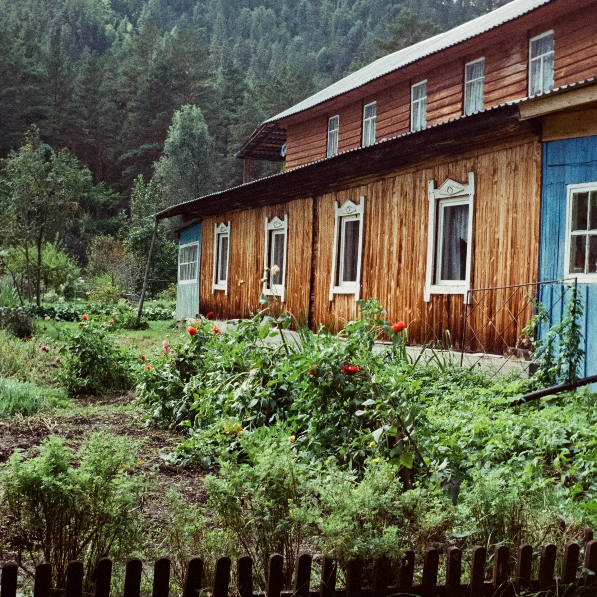 Горно-алтайский ботанический сад, база Кедровый остров / 27 августа 2024 года