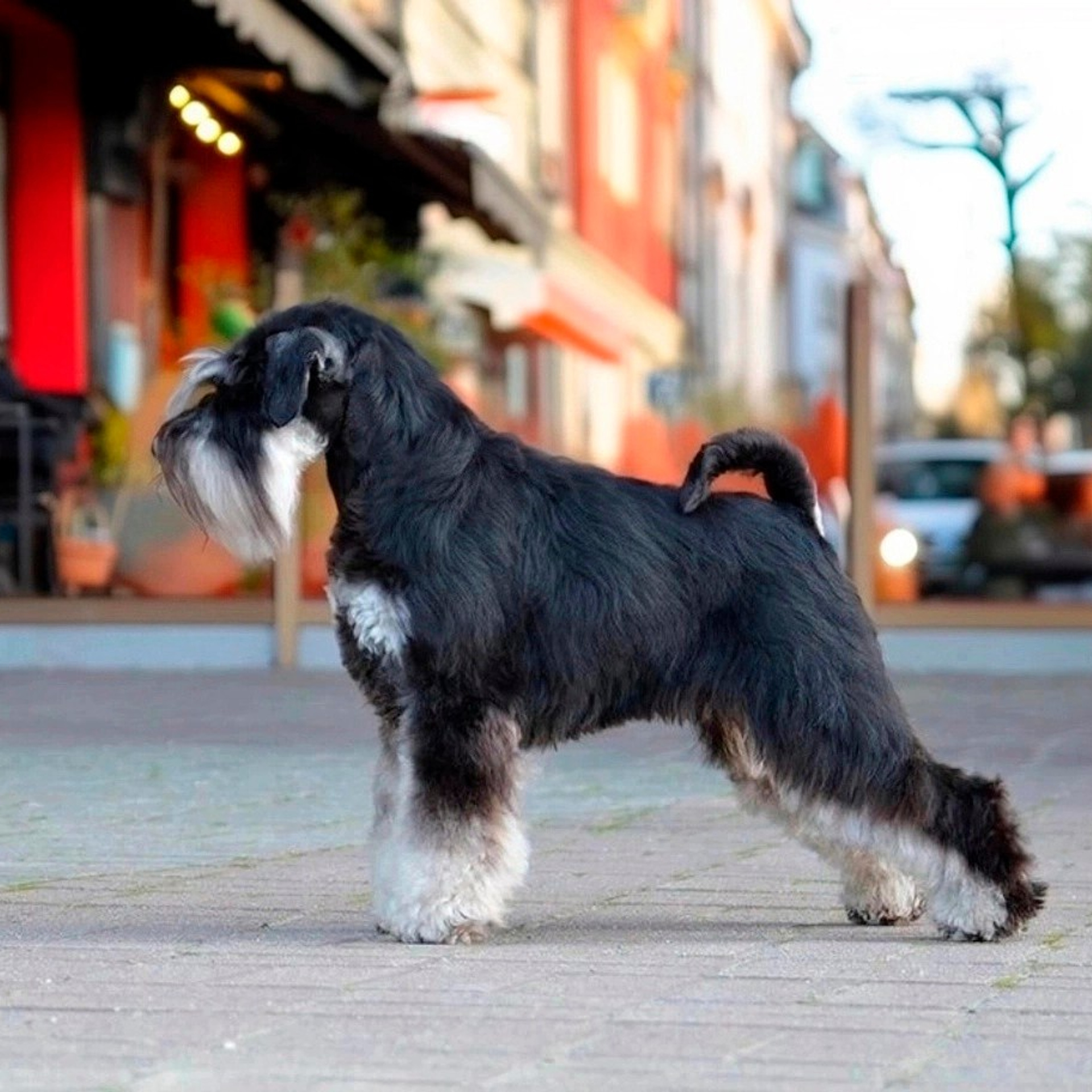 Харли/ Delinso Balance Ultima Gail