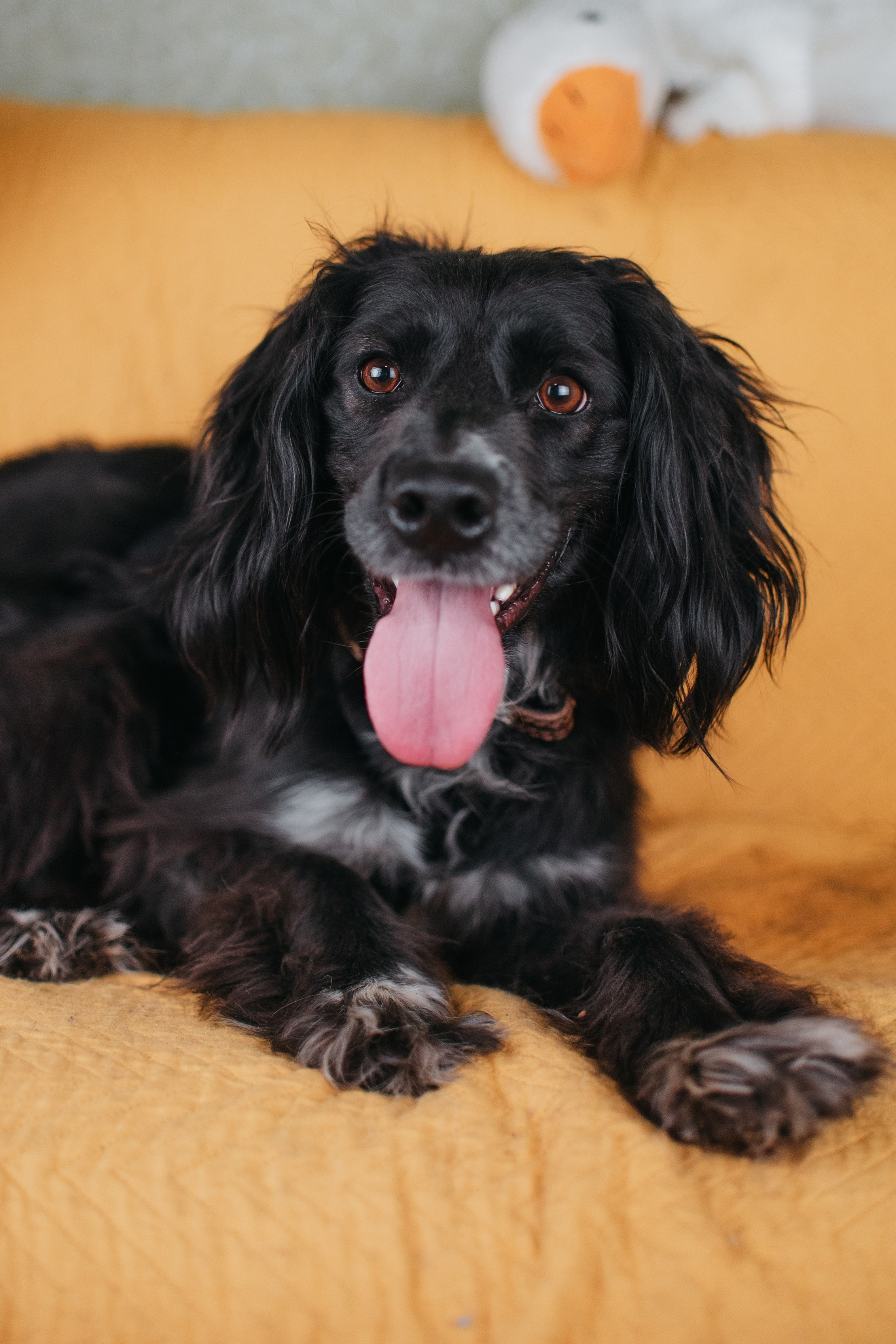 Животные на пристройство. Фотограф-анималист Валерия, Москва, Мытищи