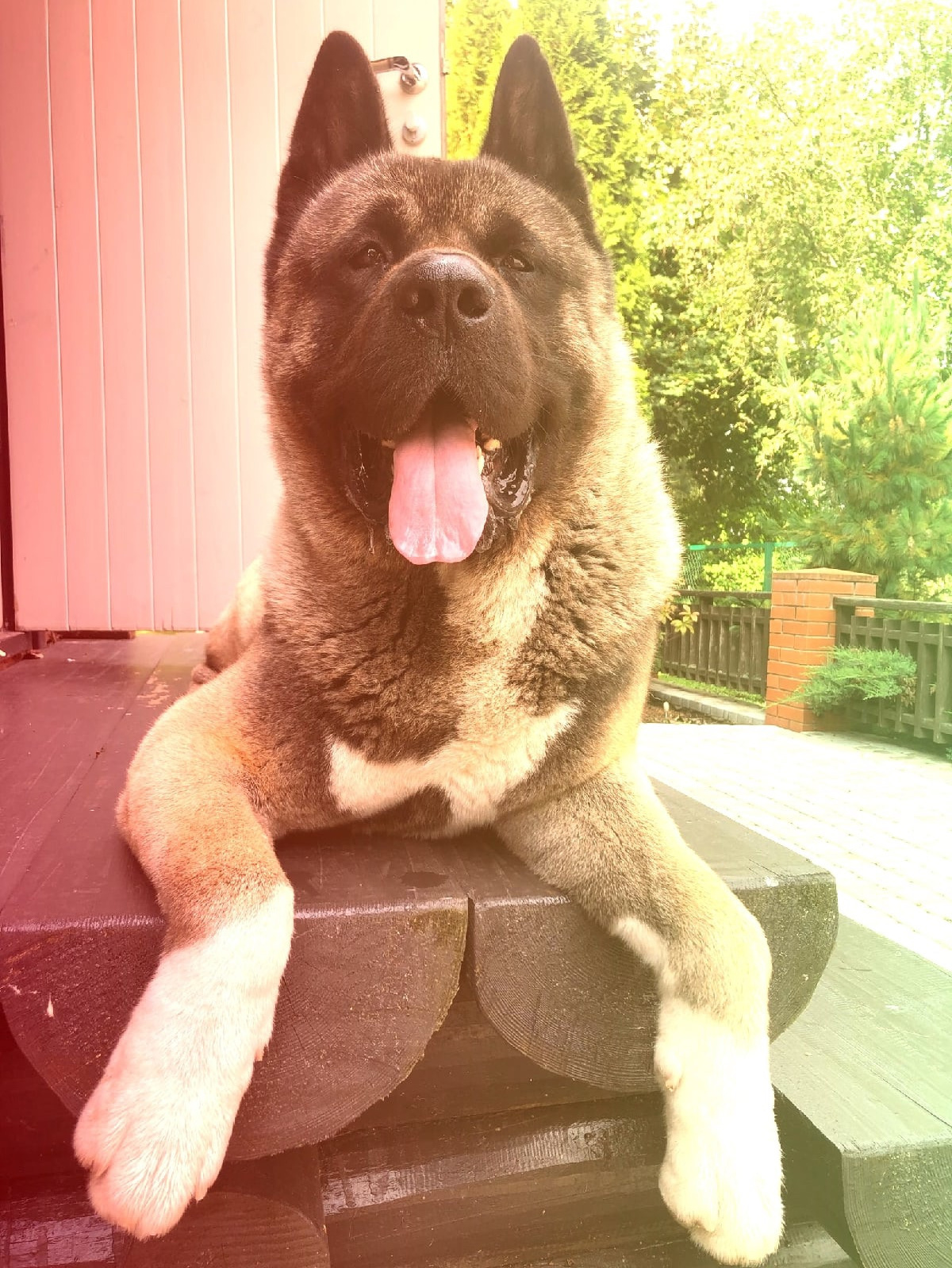 Кого не стало. Американская акита I Сиба ину I Питомник RUBYLIGHT