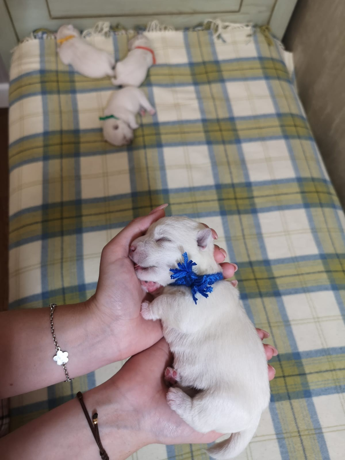 Прибавление в питомнике!. Питомник собак породы вест хайленд вайт терьер в Москве