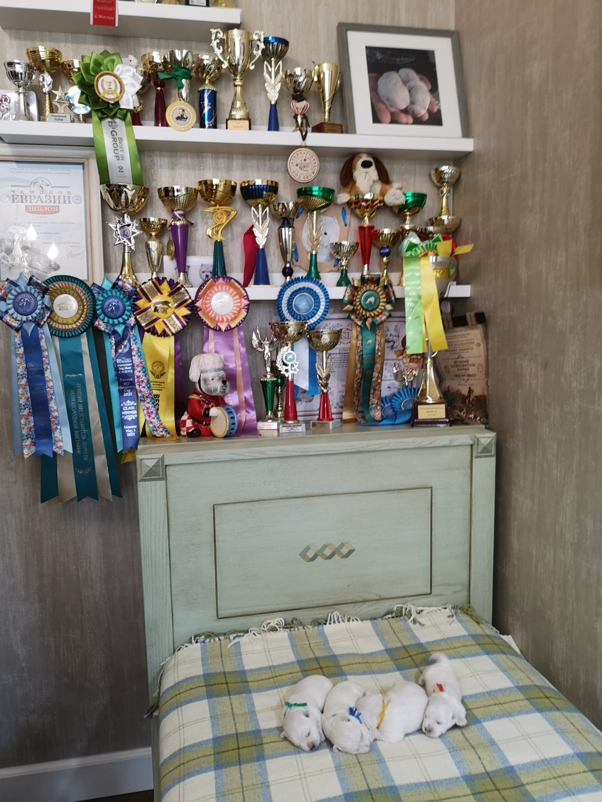 Прибавление в питомнике!. Питомник собак породы вест хайленд вайт терьер в Москве