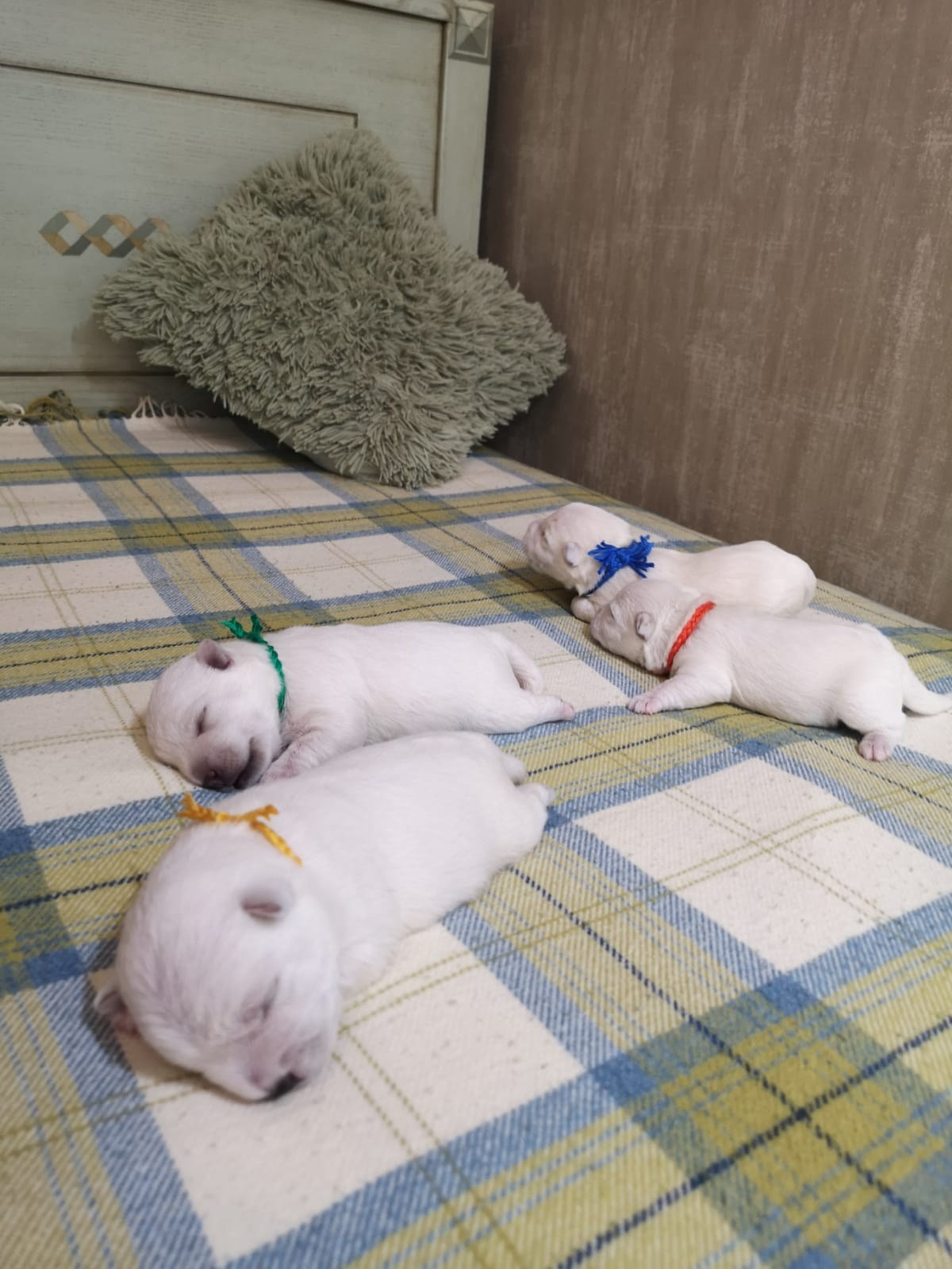 Прибавление в питомнике!. Питомник собак породы вест хайленд вайт терьер в Москве