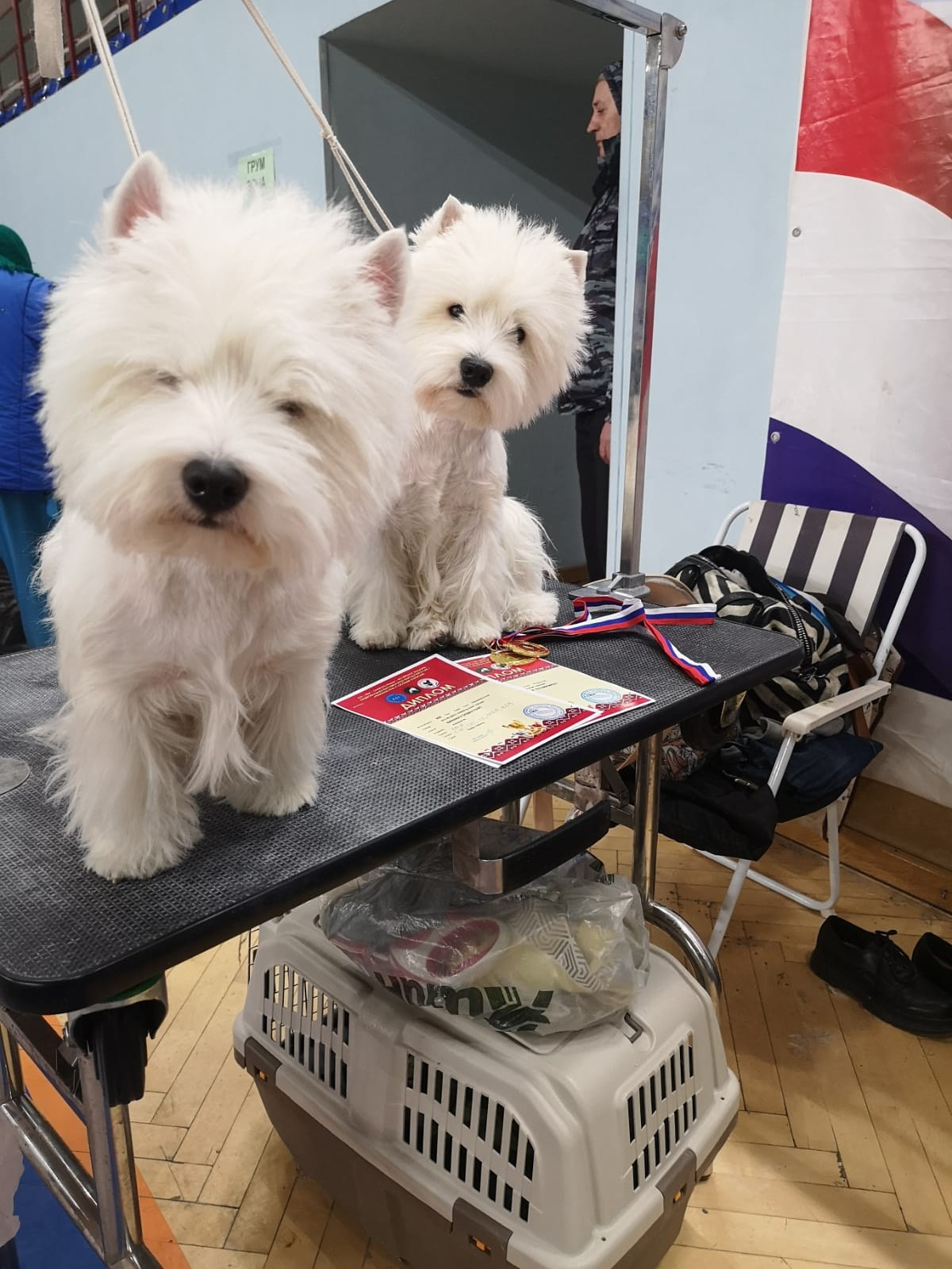 Национальная выставка всех пород ранга САС/ЧРКФ с особым статусом. Питомник собак породы вест хайленд вайт терьер в Москве