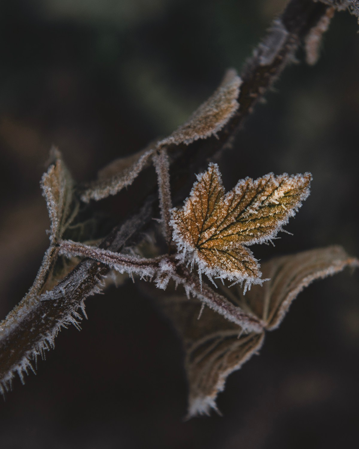 Серебро. Профессиональная High-End Ретушь | Ретушер и предметный фотограф Алла Белова