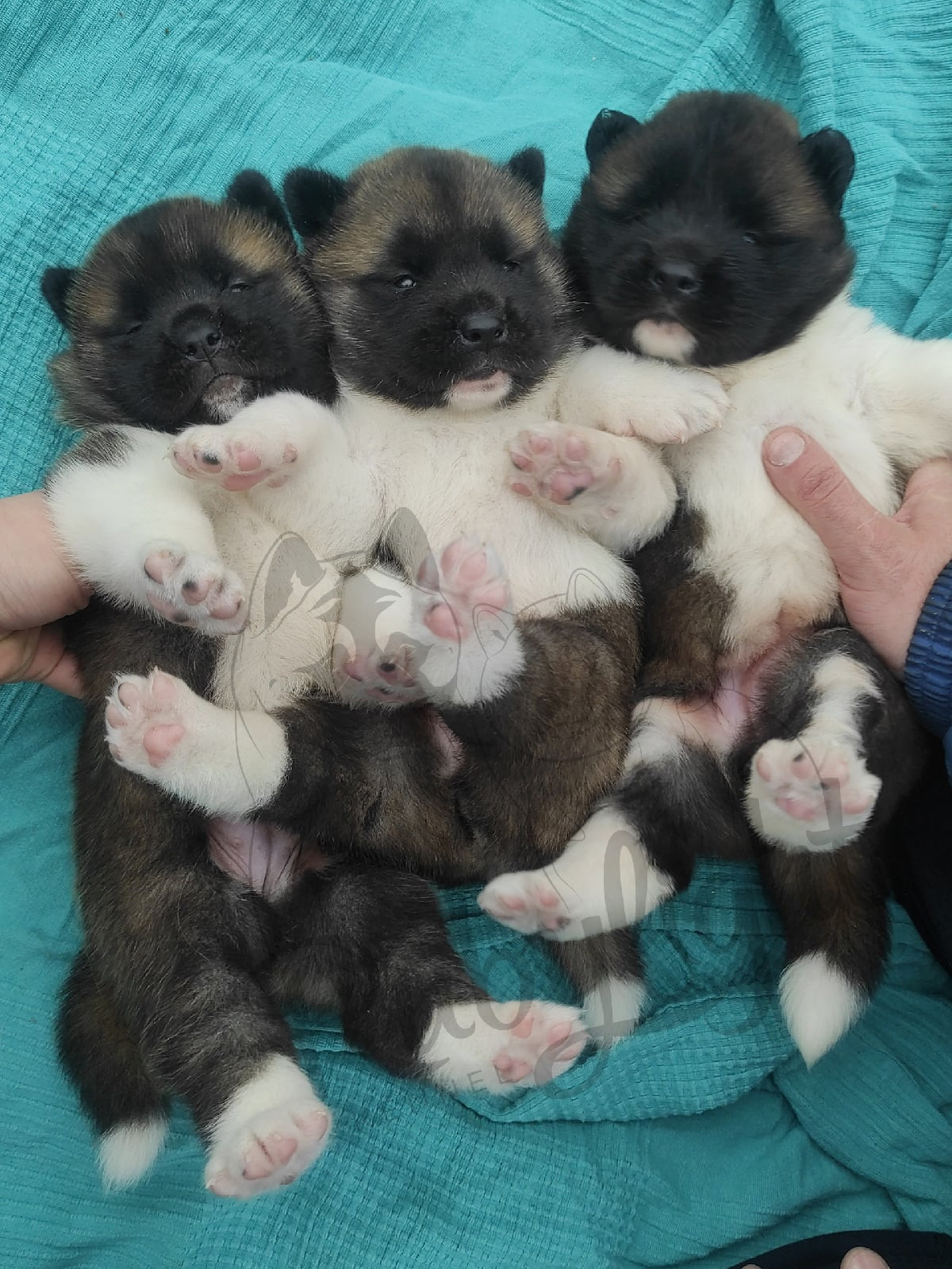 Дети поднимают настроение. AMERICAN AKITA RUBYLIGHT KENNEL I SHIBA-INU