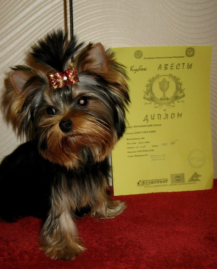 2015 г Результаты выставок. Питомник Йоркширских терьеров Дэнстайл в Санкт-Петербурге заводчик Тих
