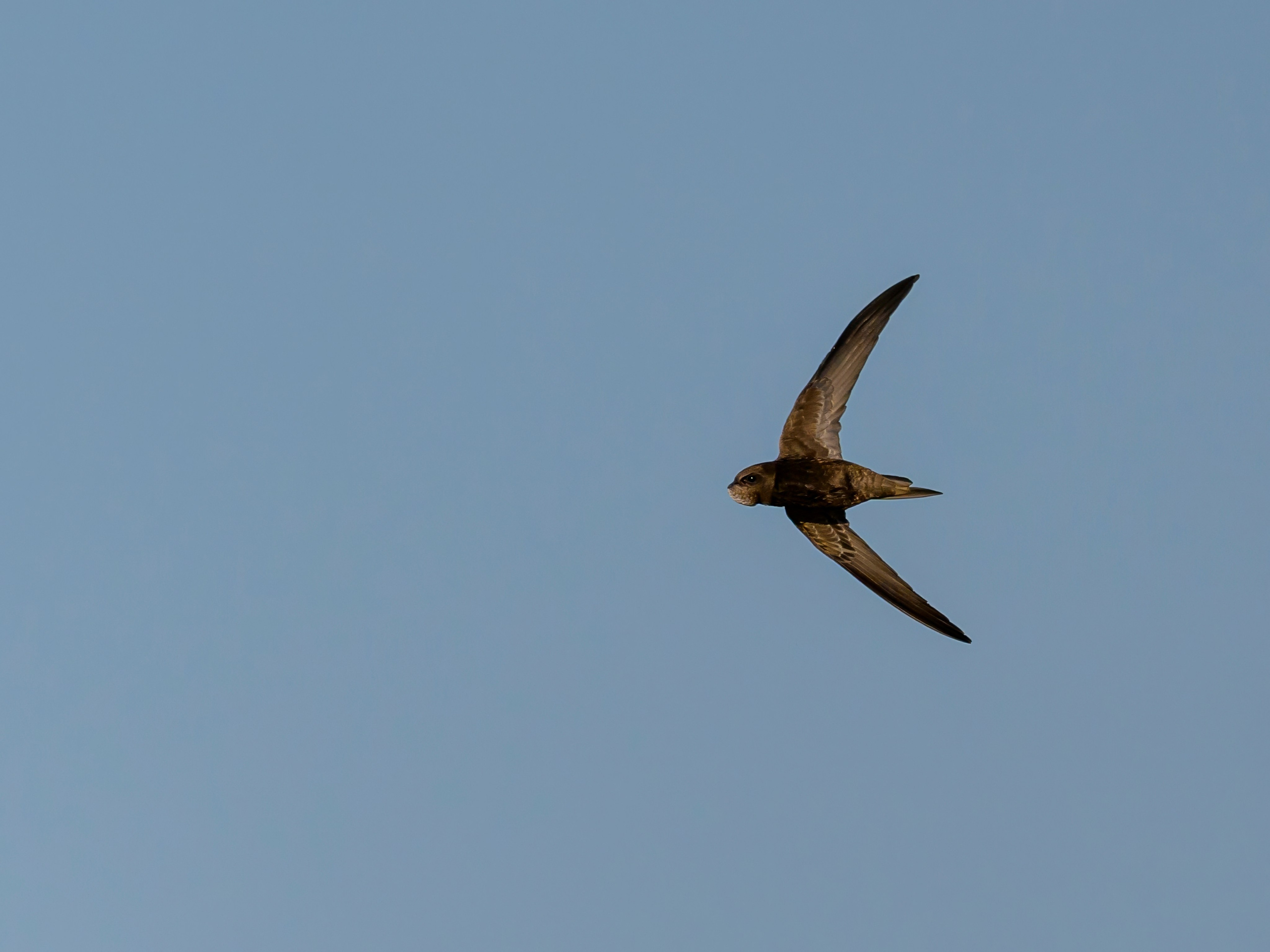 Совы и полевые птицы. Wildlife photography by Sergey Puponin