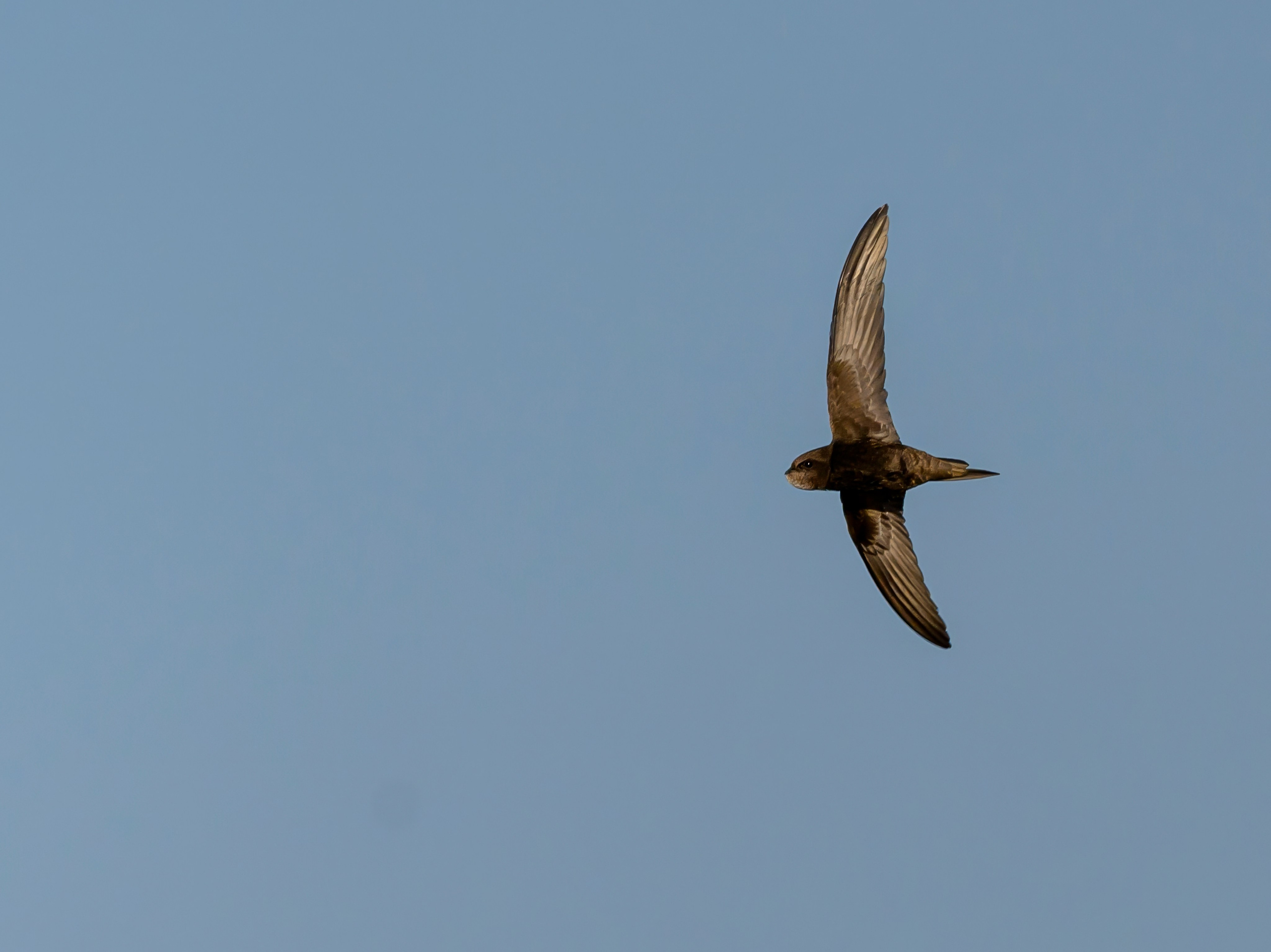 Совы и полевые птицы. Wildlife photography by Sergey Puponin