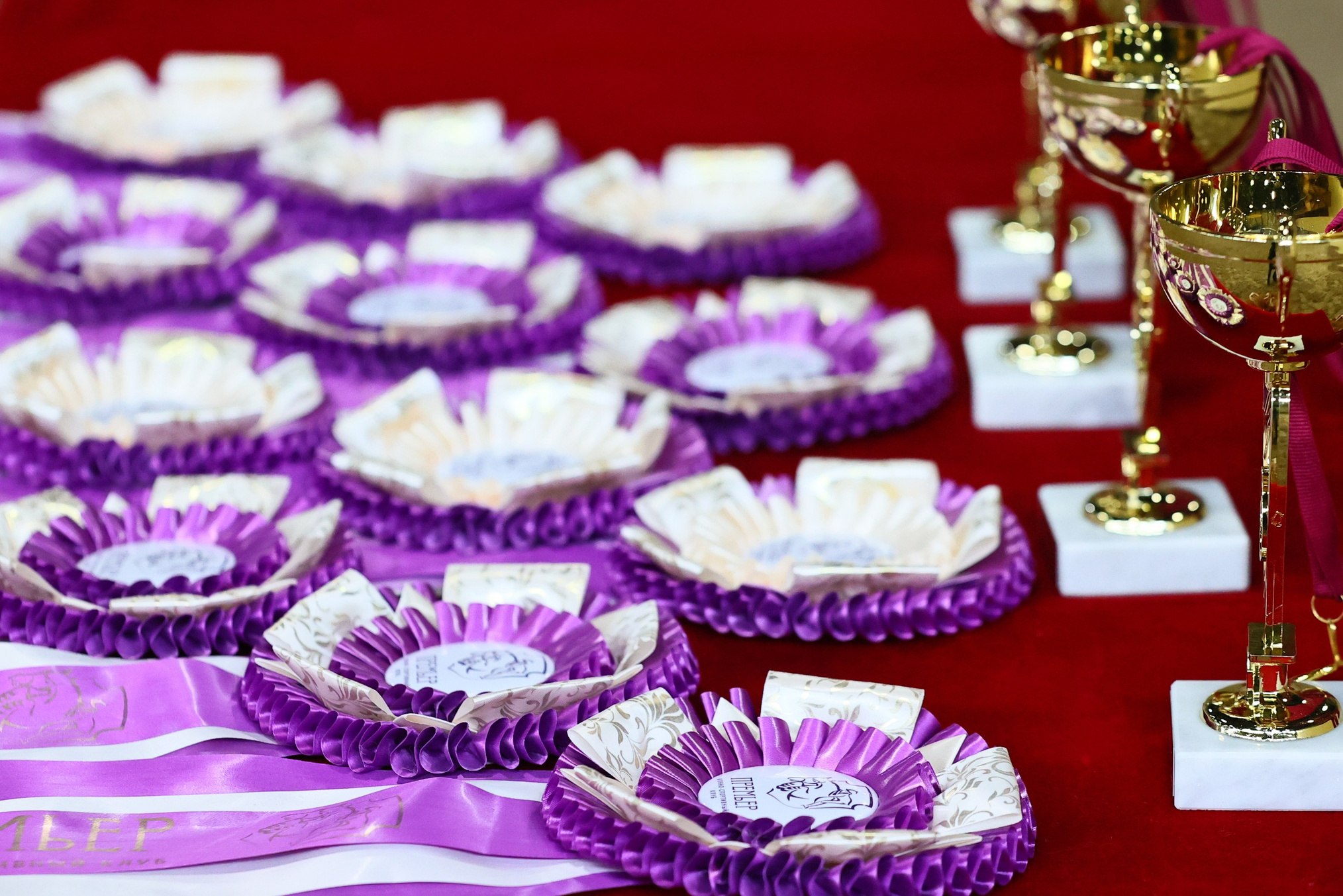 Купить фотографии с турниров. KatymartArt — Equine photography