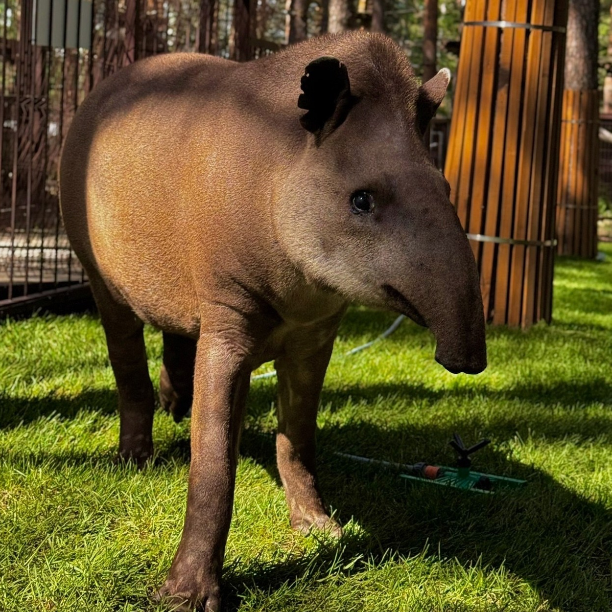 Более 50 видов животных и млекопитающих в зоопарке «Лесная Братва». Капибара, тапир, альпака, мохнатая корова, верблюд. Зоопарк уникальных животных Лесная братва