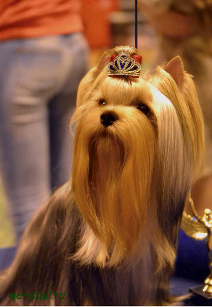 2015 г Результаты выставок. Питомник Йоркширских терьеров Дэнстайл в Санкт-Петербурге заводчик Тих