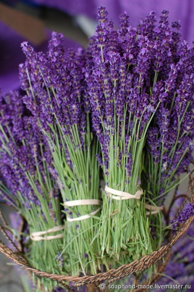 Масло лаванды. VDAO.RU — исцеляющие практики