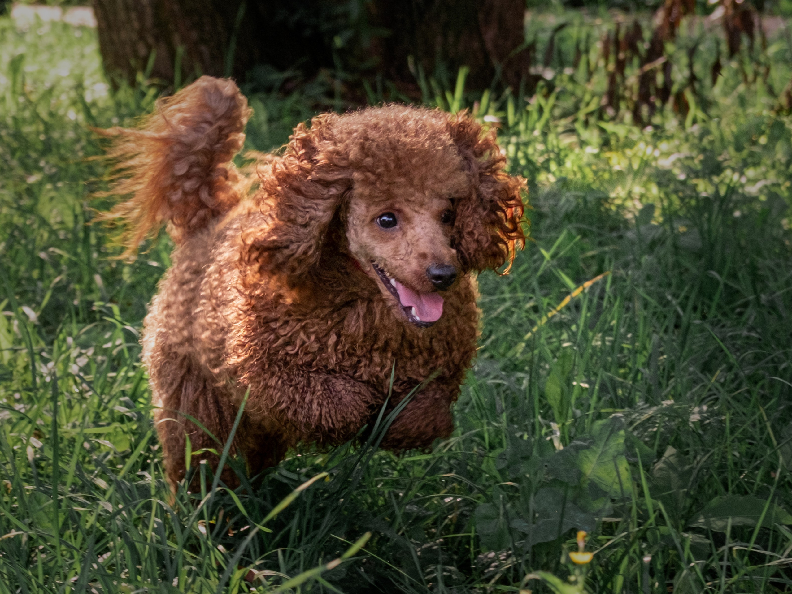 Контакты. Зоофотограф, фотограф животных в Москве и области Дина Дамоцева