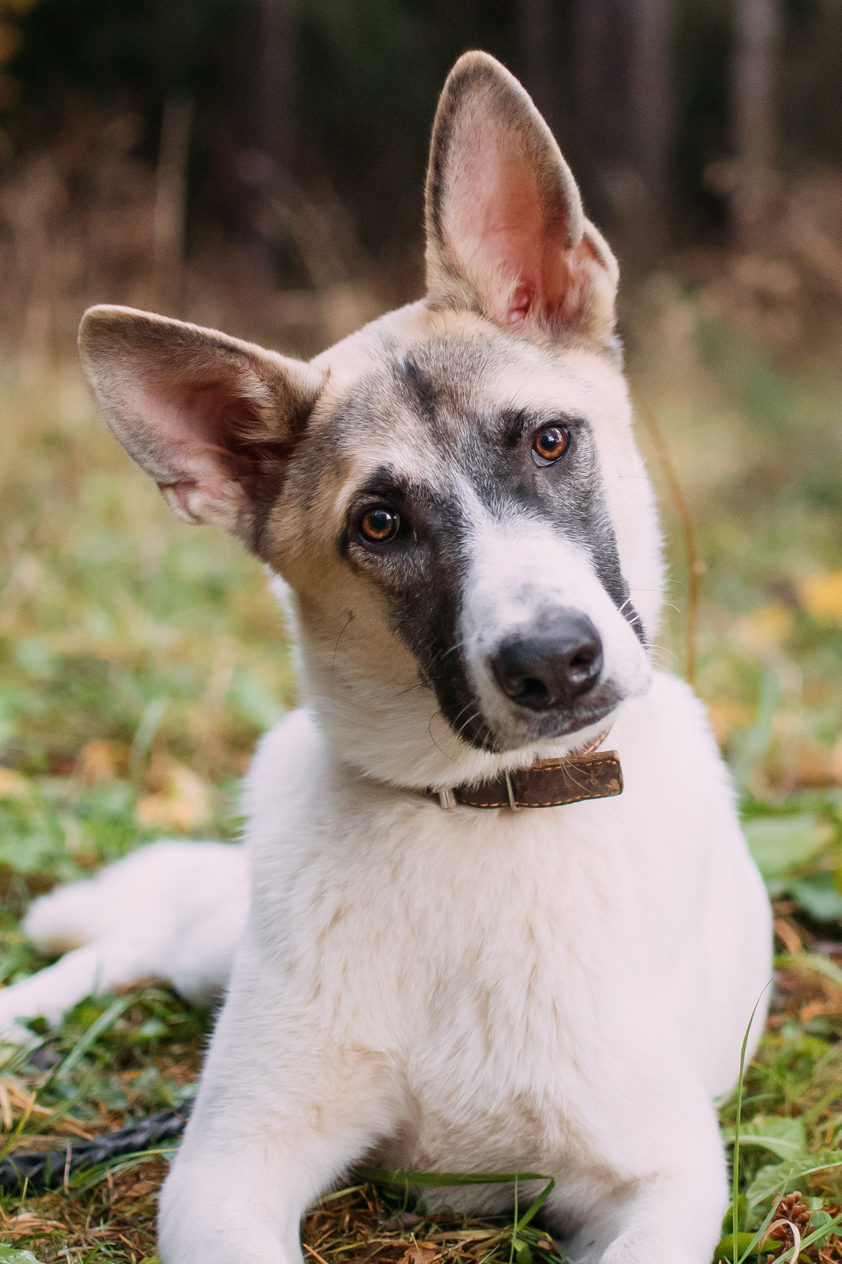 Животные на пристройство. Фотограф-анималист Валерия, Москва, Мытищи