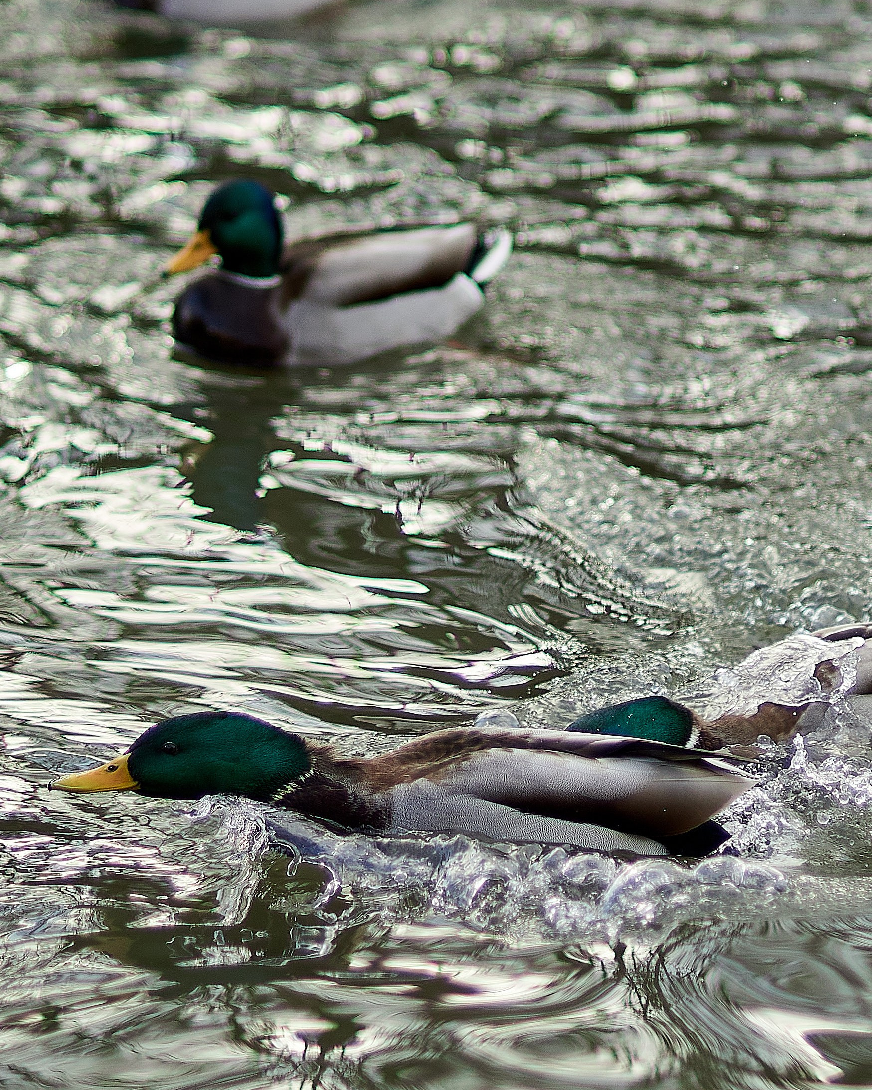 Утки, которые остаются зимовать на реке Яуза в Мытищах. Reportage event photographer in Moscow Alexander Gladkiy