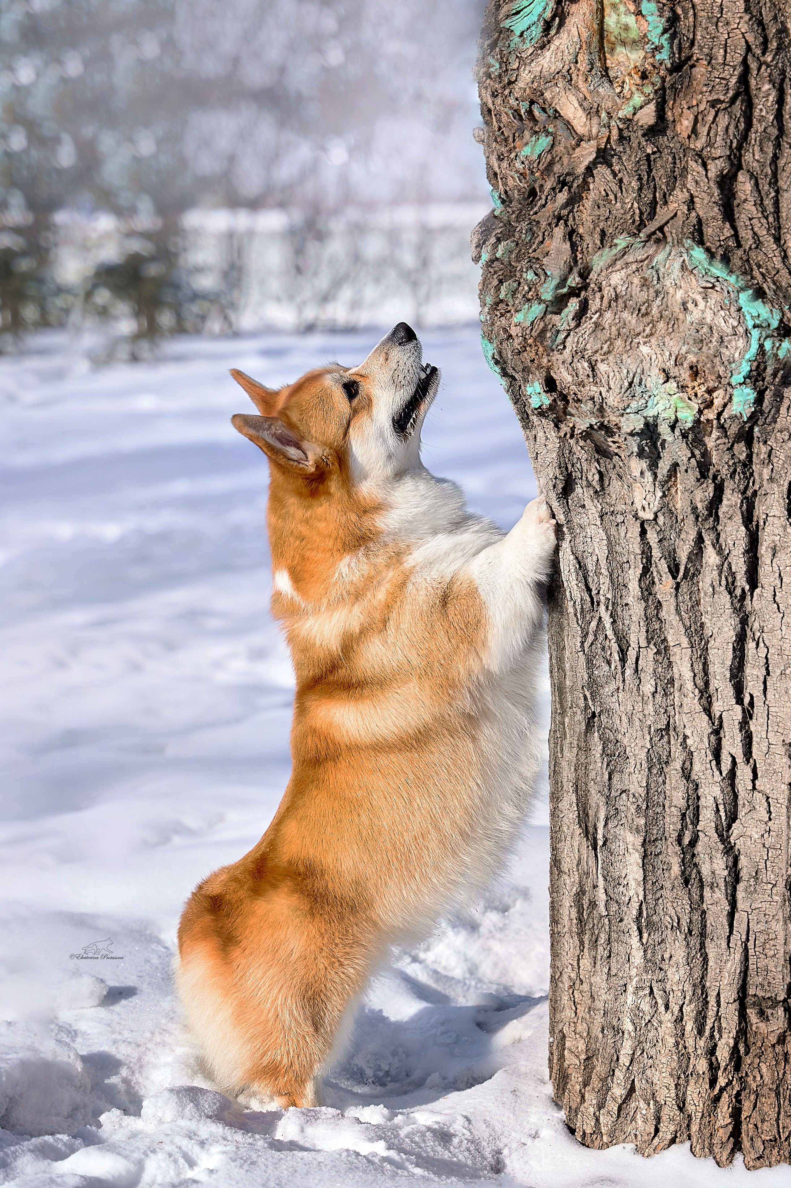 Обо мне. Фотограф-анималист в Иркутске