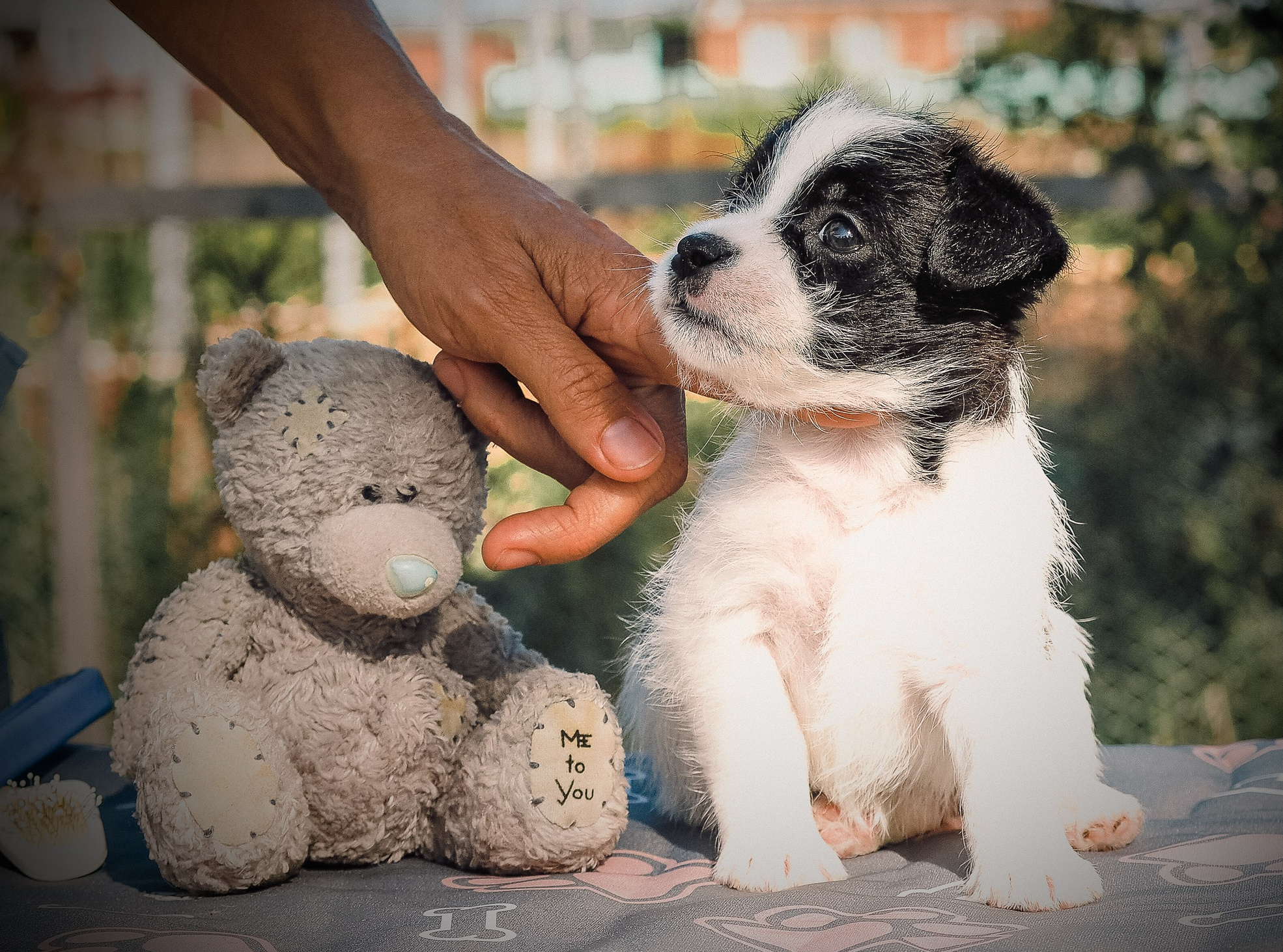 LITTER «Х» 03/08/2024. CANE MAESTRO — kennel Jack Russell Terrier