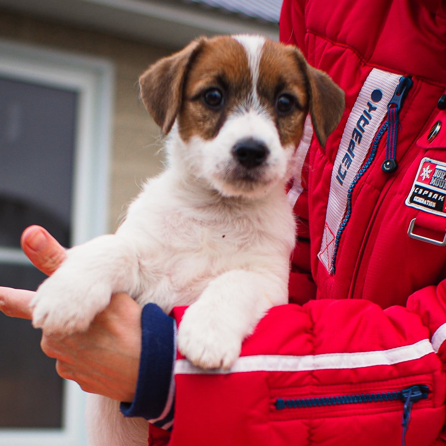 LITTER “CH»23_11_2024. CANE MAESTRO — kennel Jack Russell Terrier