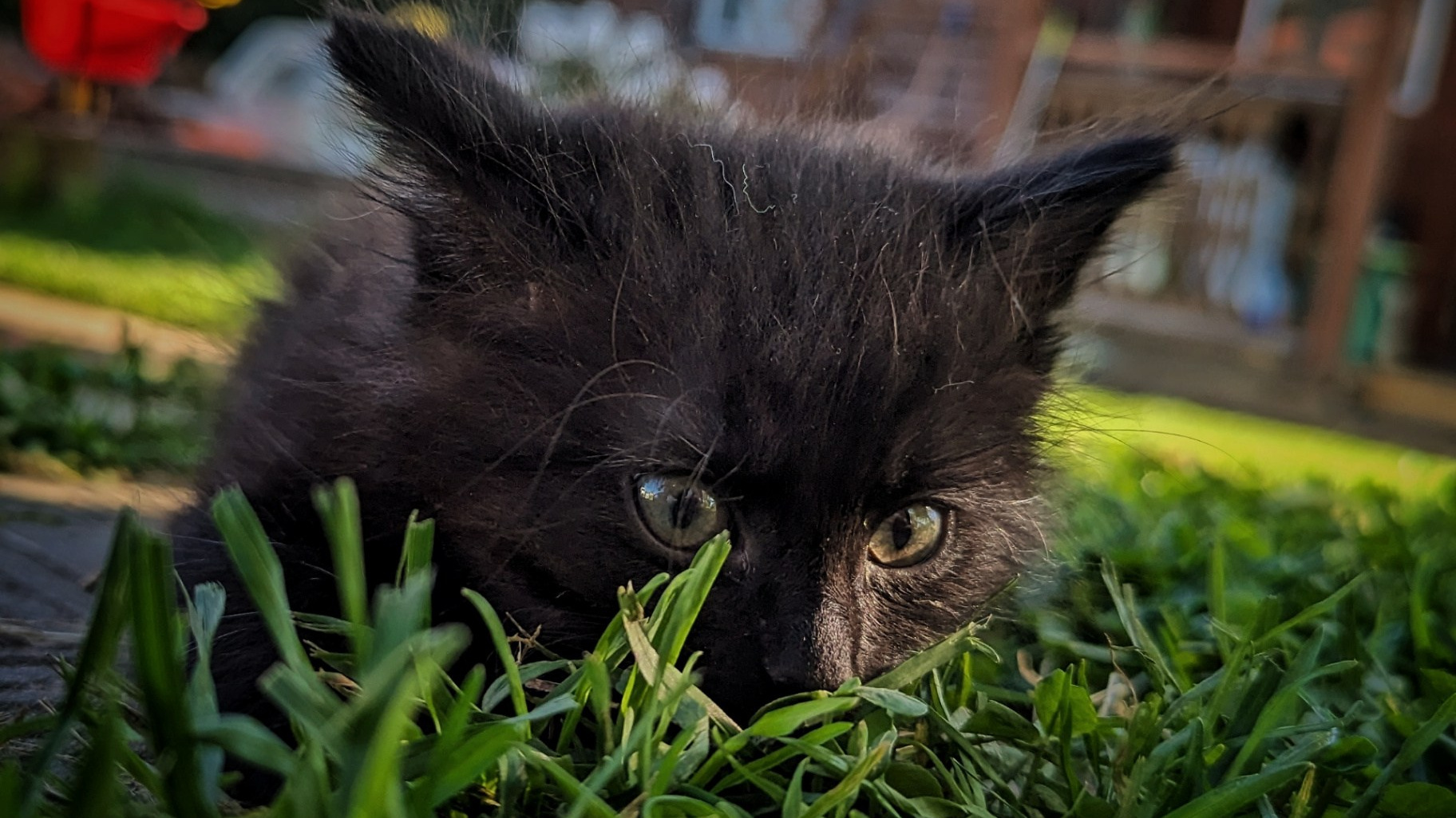 Чёрный пушистый котёнок прячется в зелёной траве