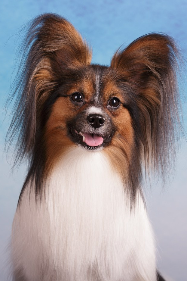 Выбираем тип съёмки (1). Фотограф-анималист Natalia Deingel | Фотосъемка собак в Москве