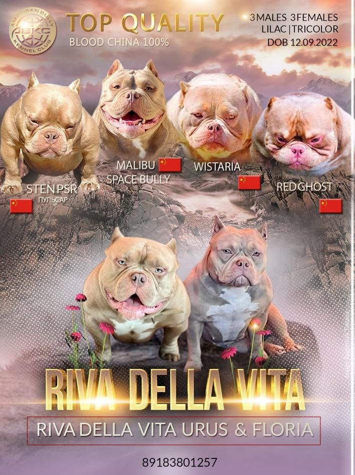 презентация помета американских булли 