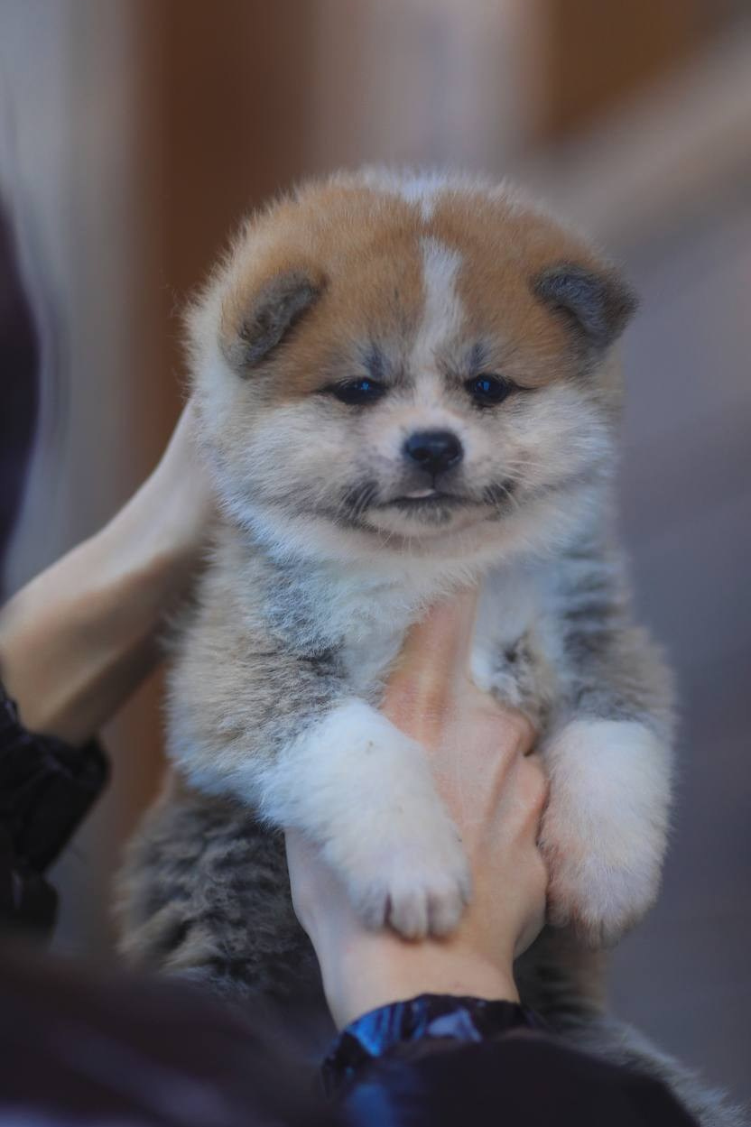 Красивые рыжие щенки Акита. Питомник Акита-Ину