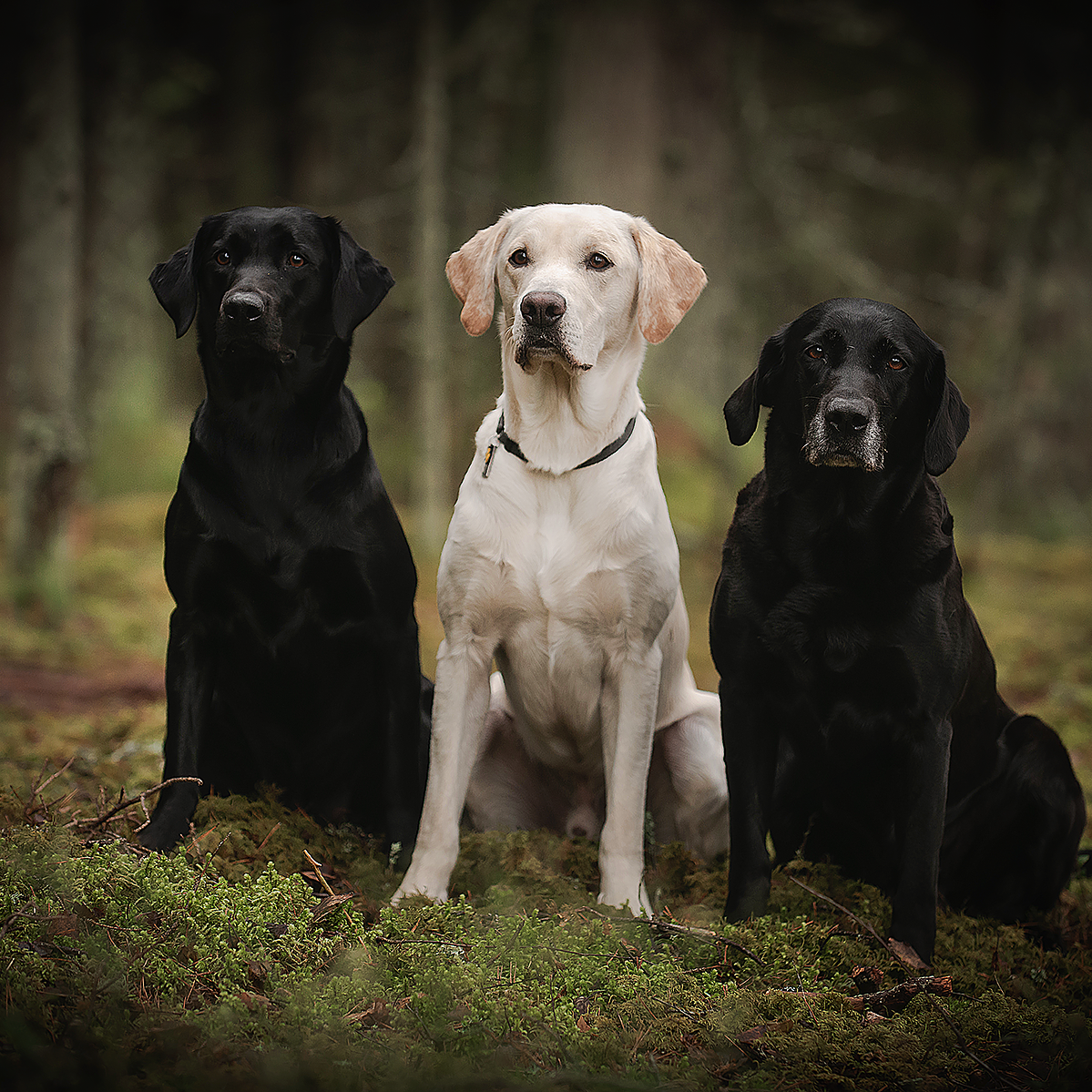 Контакты. Фотограф-анималист Наталья Светличная