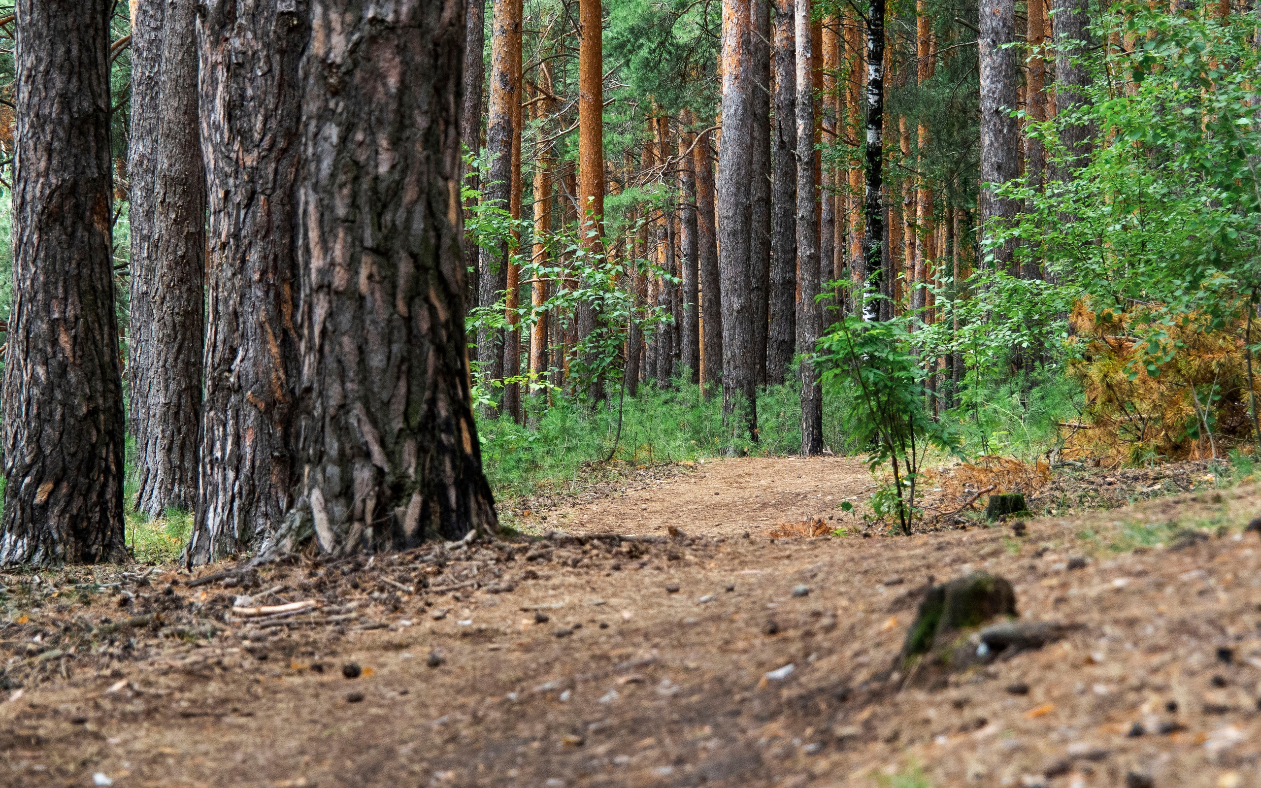 Примечательные места. Гагаринский парк в Тюмени
