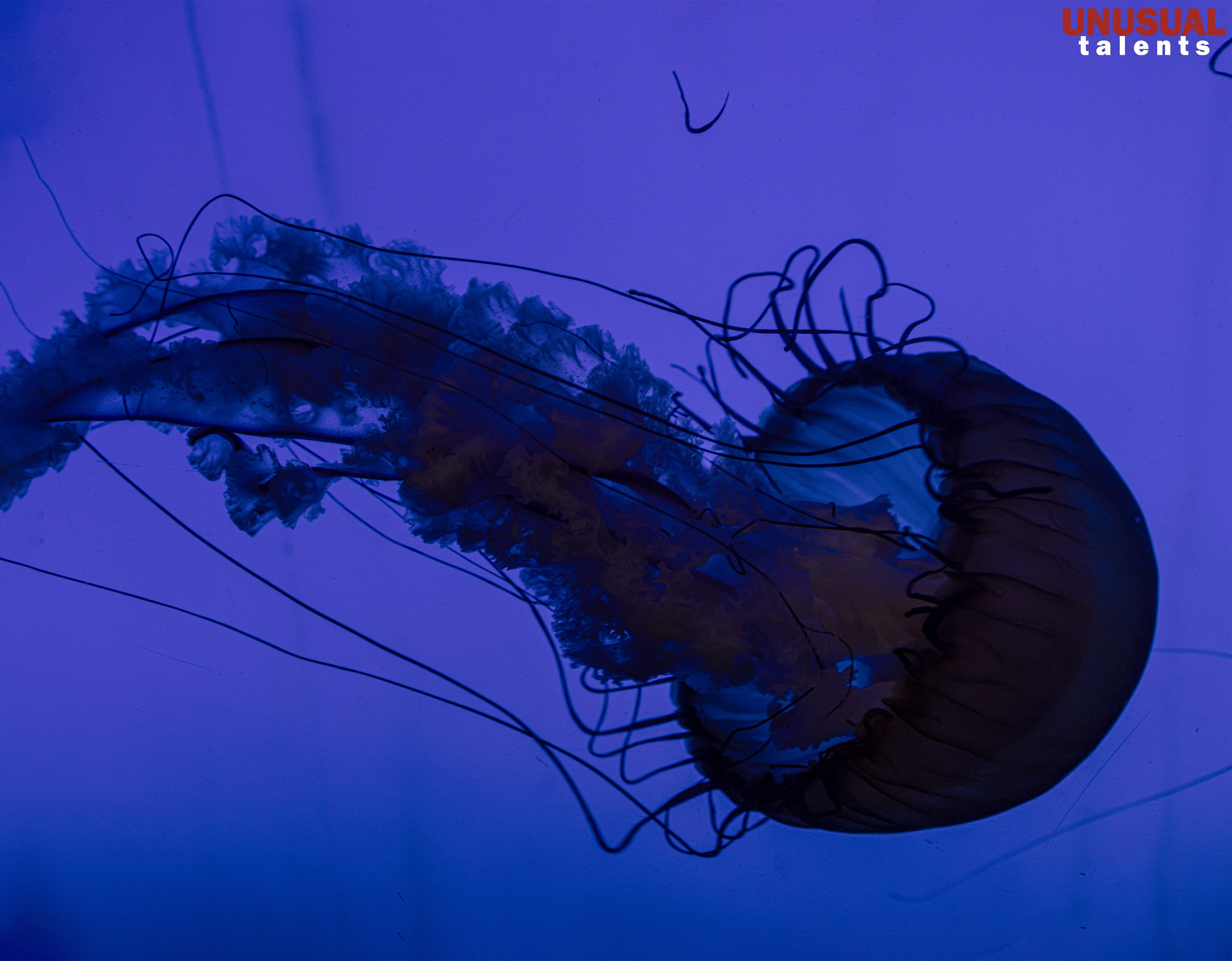 June 2025. UNUSUAL TALENT magazine