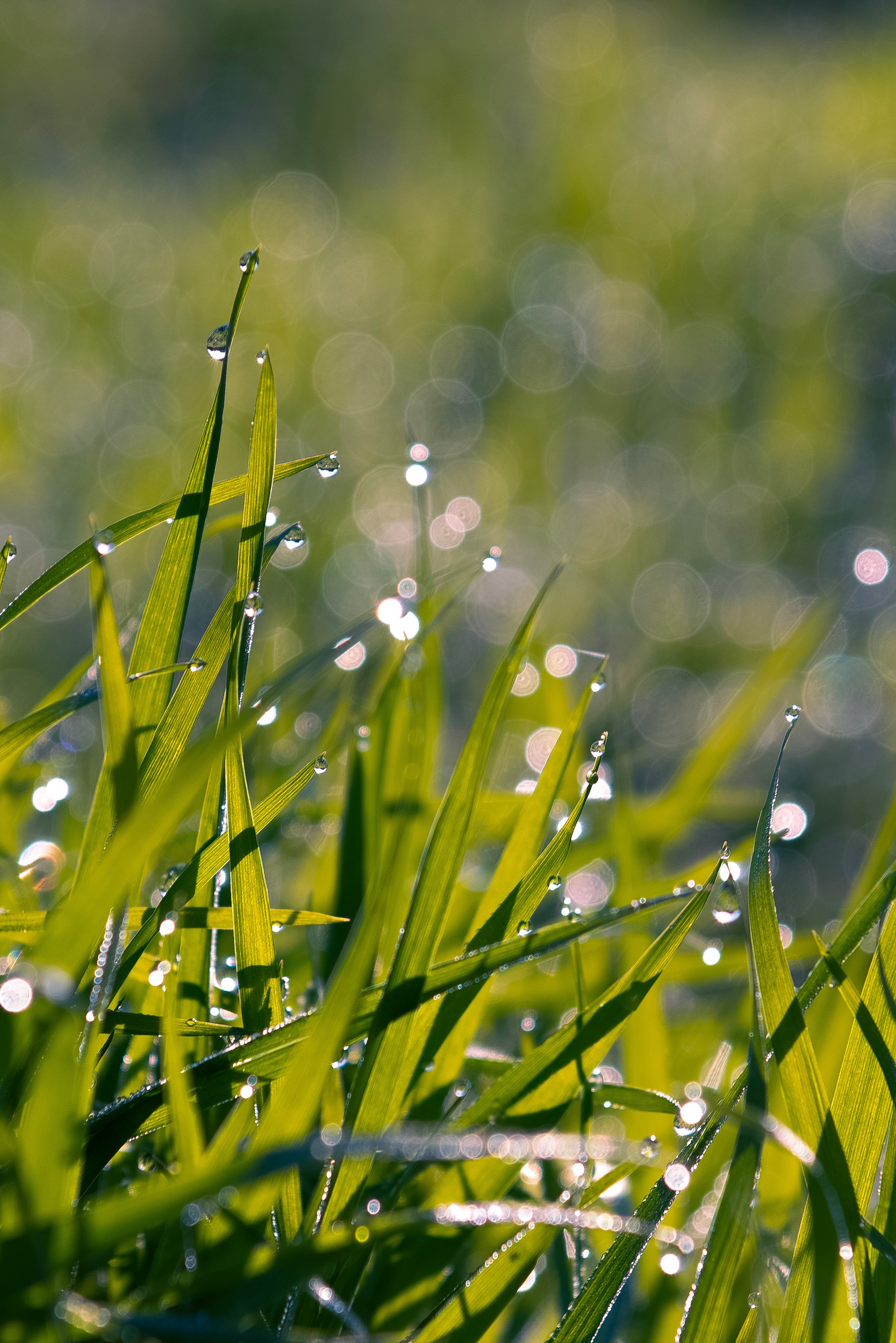 Хрусталь на траве. Предметный фотограф и ретушер Улан-Удэ Алла Белова