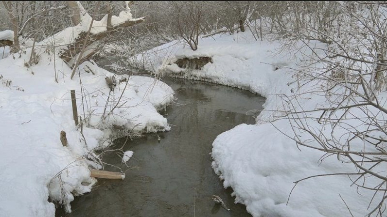 Городищенский лог: спасти и сохранить!