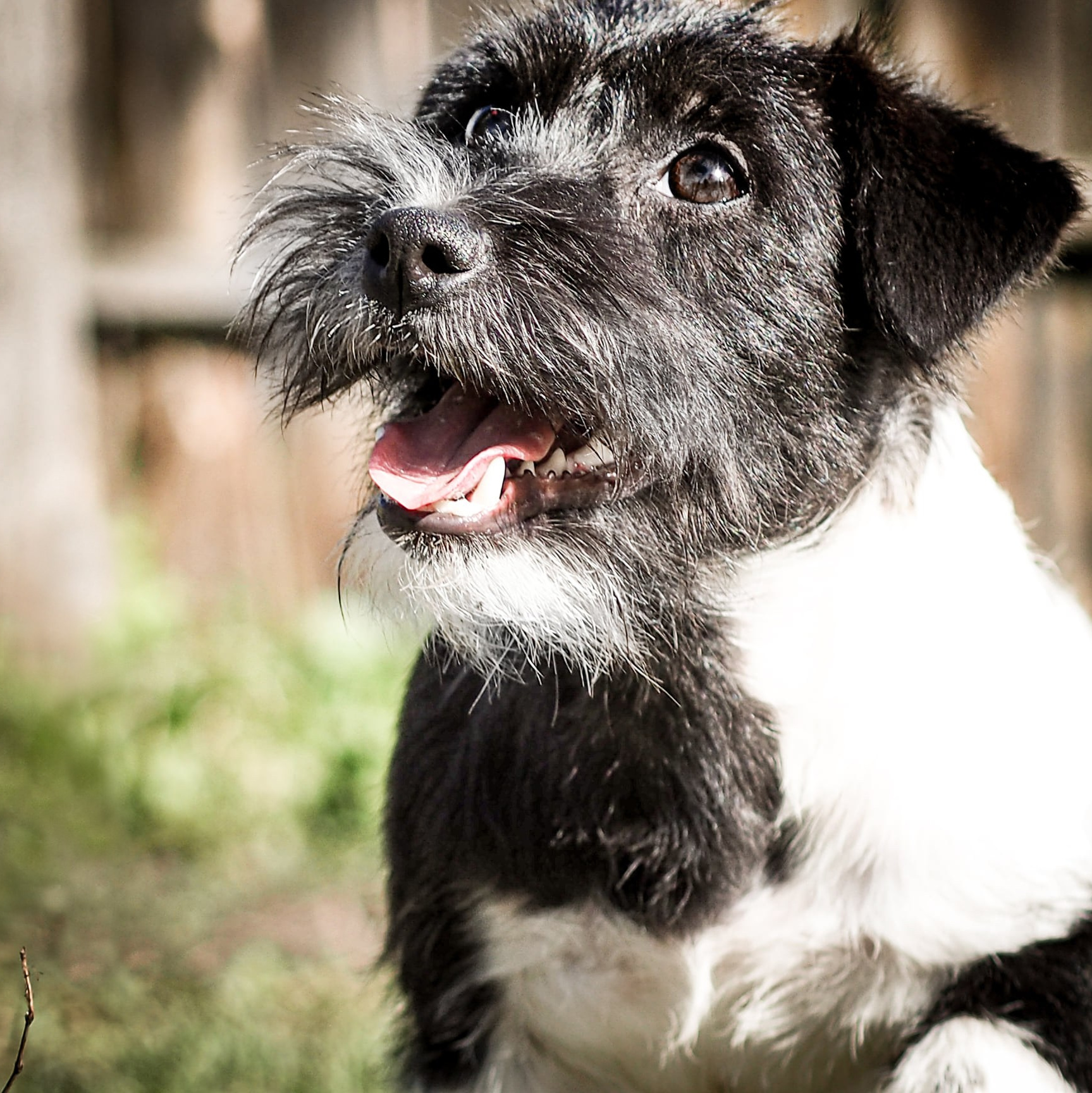 Джек рассел терьер бело-черного окраса.