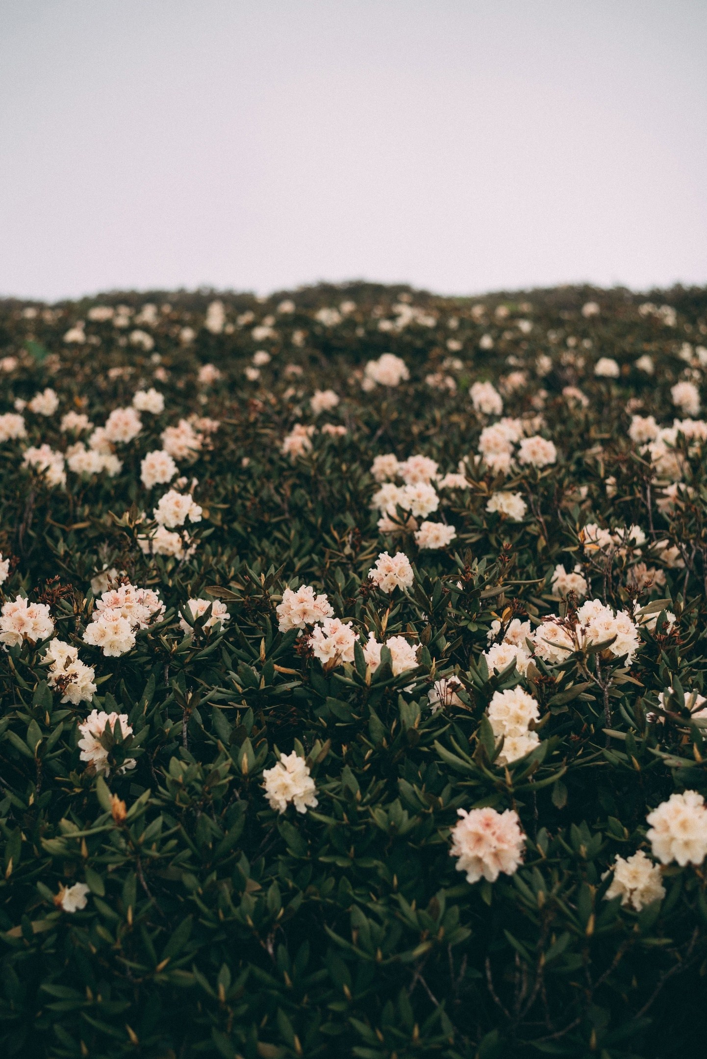 Фотосессия в горах Красной поляны, Рита Поганова. Фотограф в Сочи — Маргарита Поганова