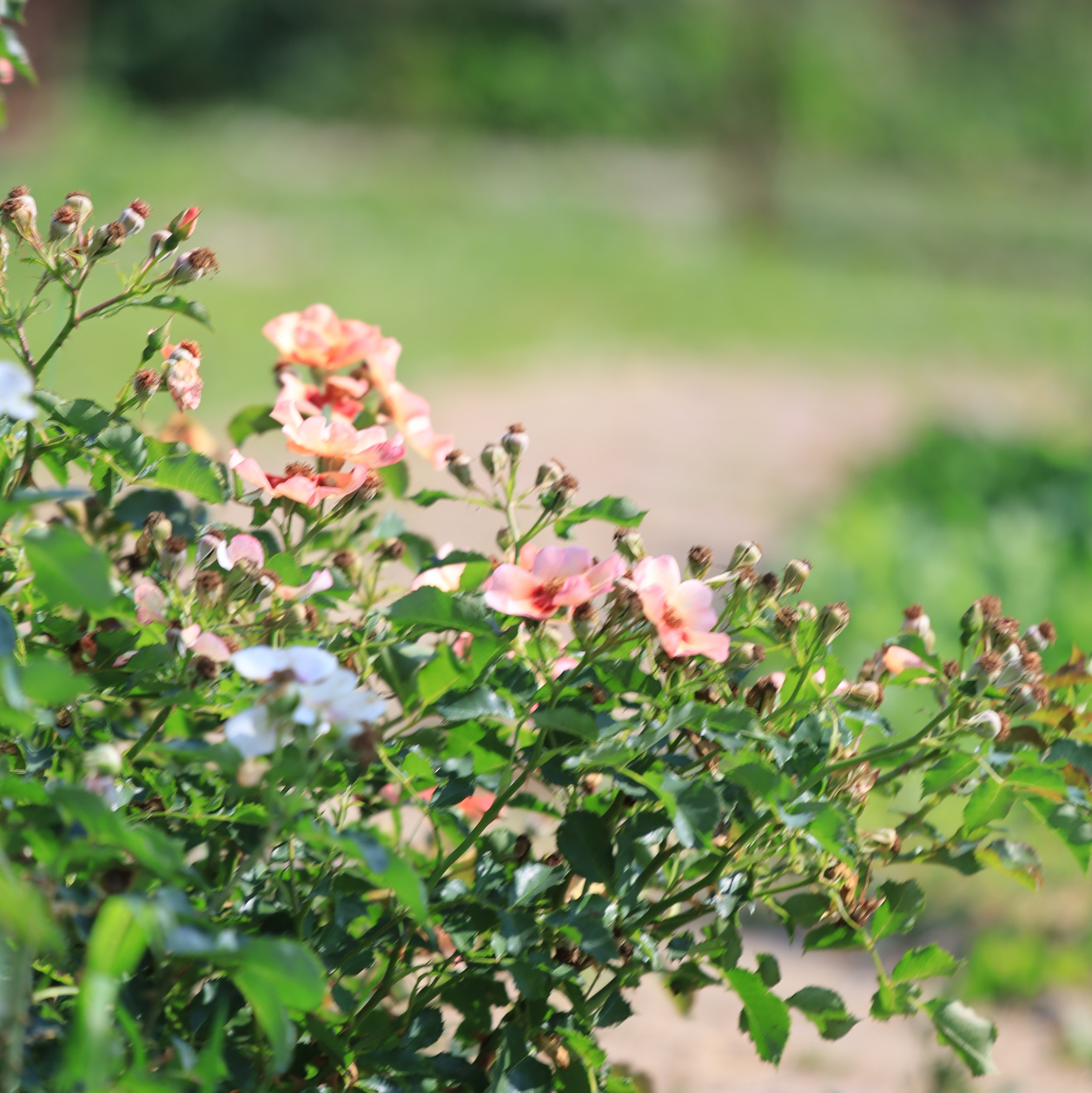 Ландшафтный дизайн. Главная