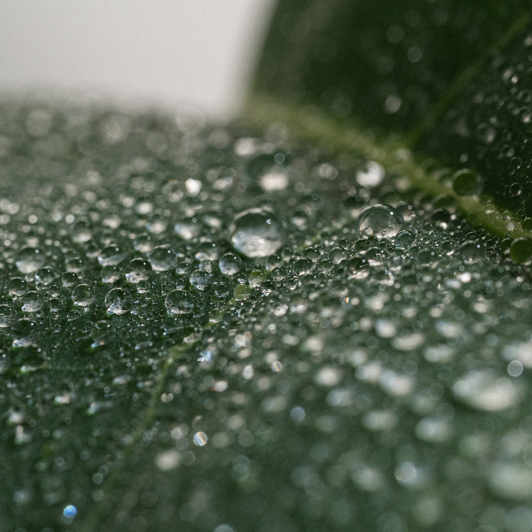 HomoSporin. Студия рекламной и предметной съемки товаров WELKO Studio