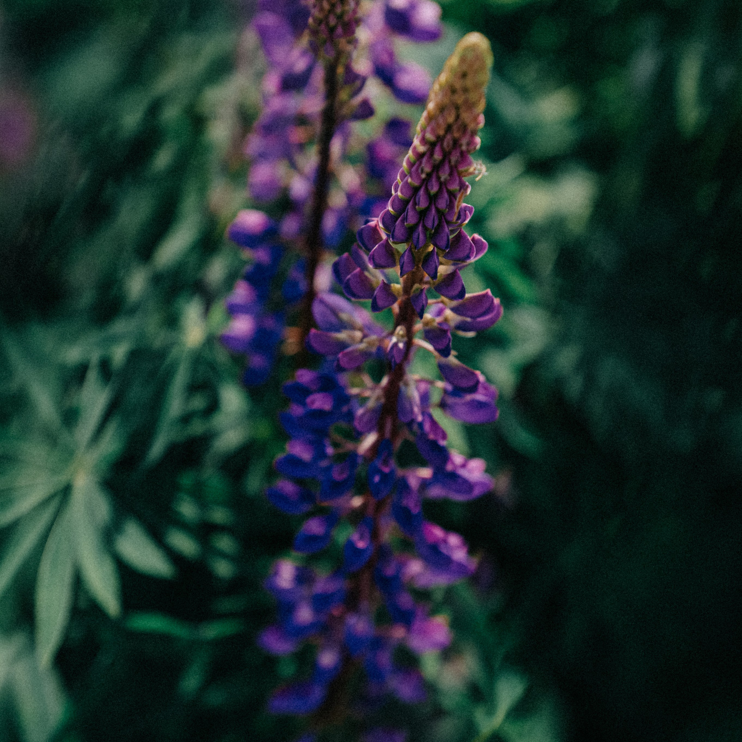 Фотосессия в люпиновом поле. Свадебный и семейный фотограф Виктория Носачёва. Щелково, Москва и МО