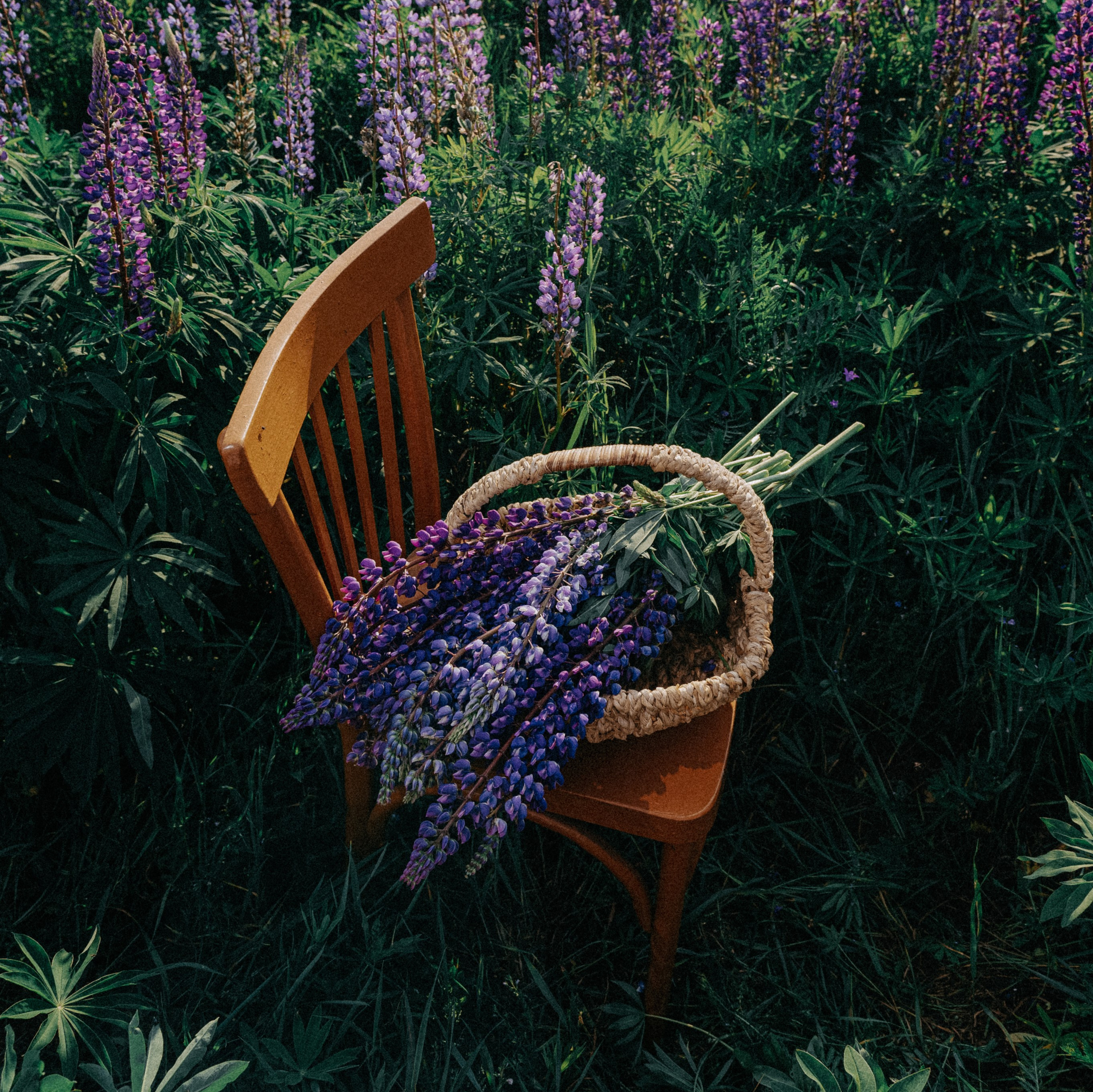 Фотосессия в люпиновом поле. Свадебный и семейный фотограф Виктория Носачёва. Щелково, Москва и МО