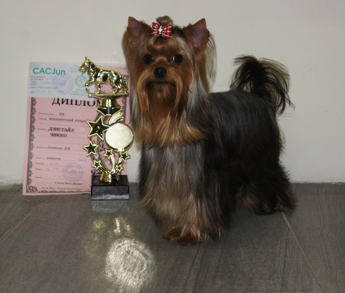 2015 г Результаты выставок. Питомник Йоркширских терьеров Дэнстайл в Санкт-Петербурге заводчик Тих