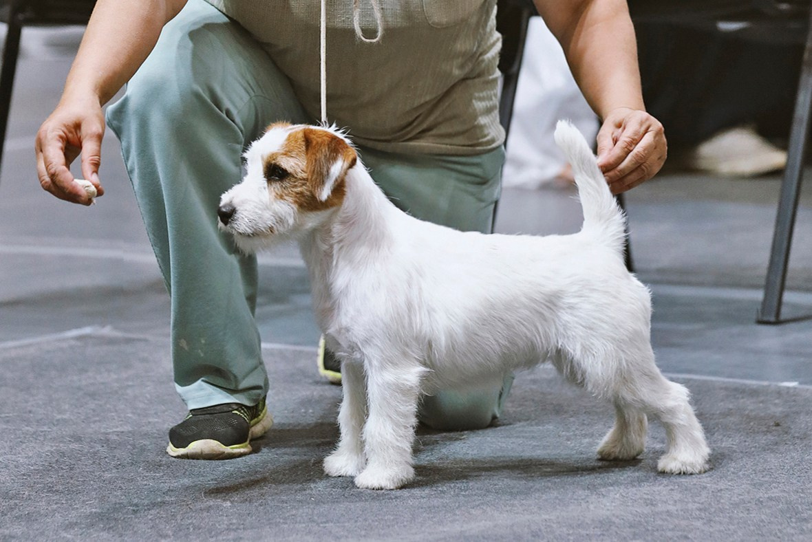 СУКИ / FEMALES. Щенки джек рассел терьера, питомник РКФ, питомник джек рассел терьеров, питомник Порт Фортис, kennel PORT FORTIS