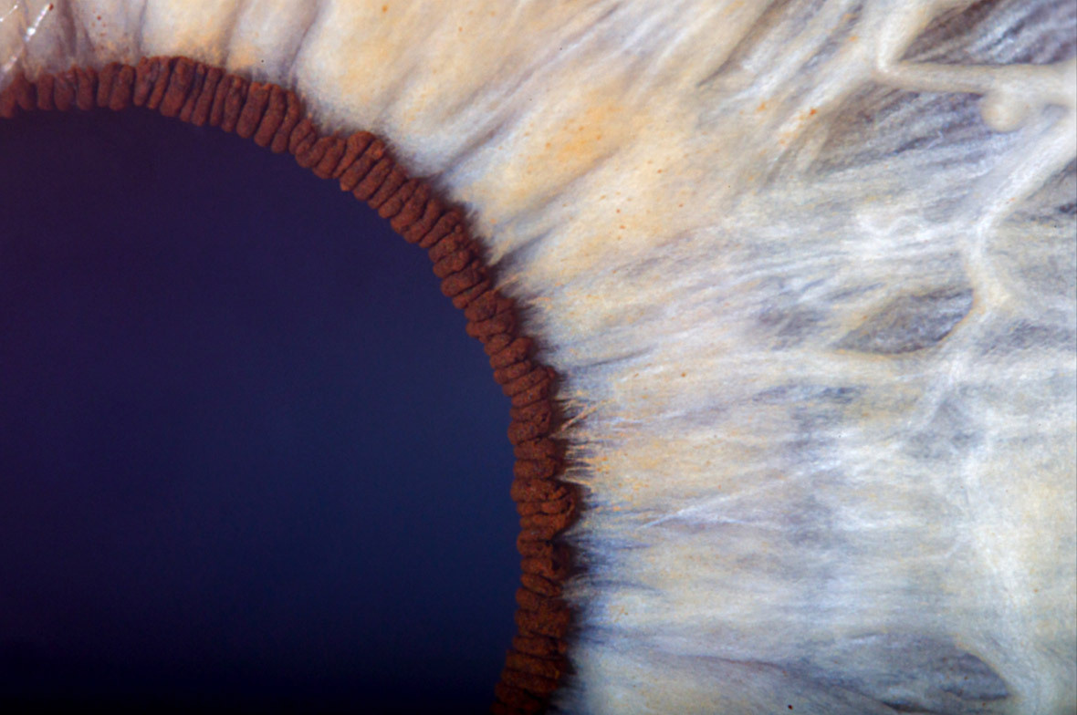 Как фотограф Маркус Хофштеттер снимает экстремальные макро-портреты гл. Фотограф — видеограф в Москве Дмитрий Менделеев