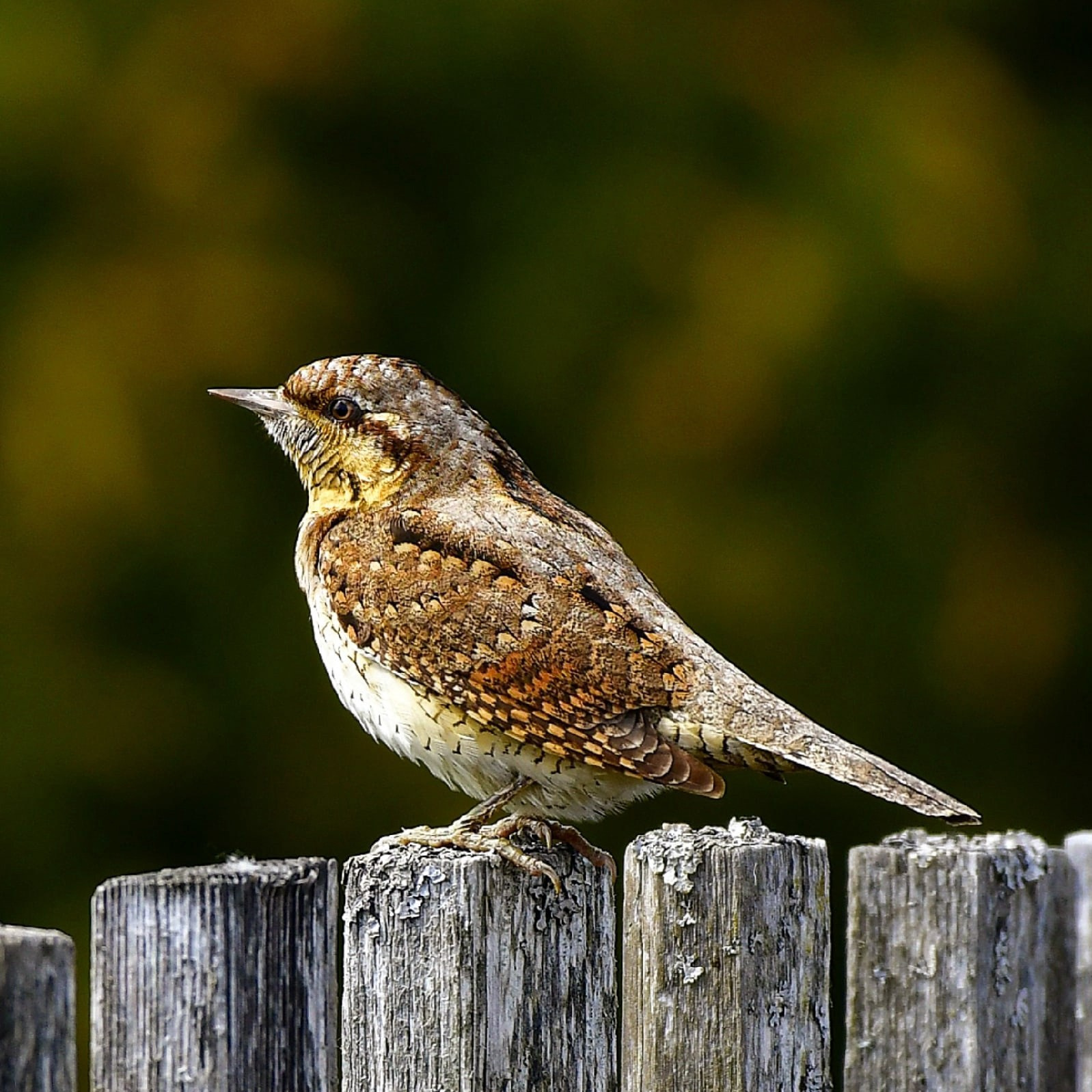 Фотоохота. Фотографии Лены Соколовой