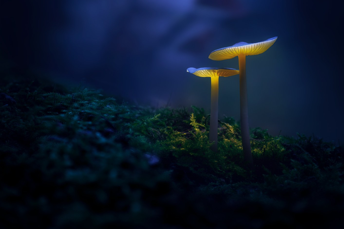 Volkovart.online nature photography