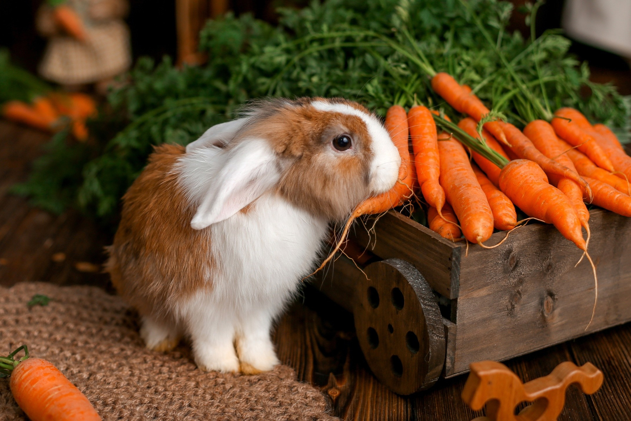 Анонсы фотодней. Детская фотостудия в Санкт-Петербурге
