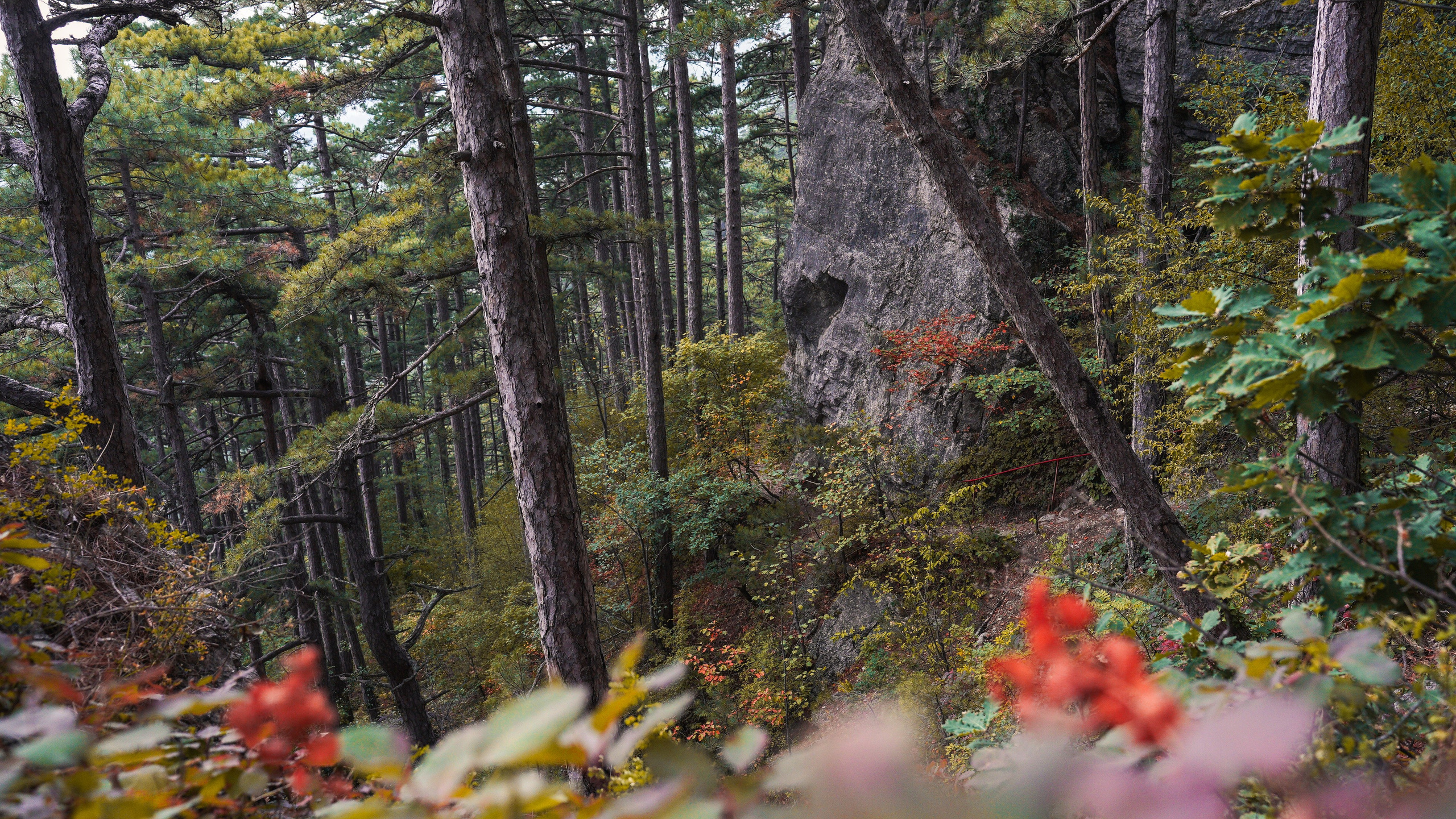 Боткинская тропа. Фотограф из Москвы — DASHA NOVA | Авторская фотография в разных жанрах