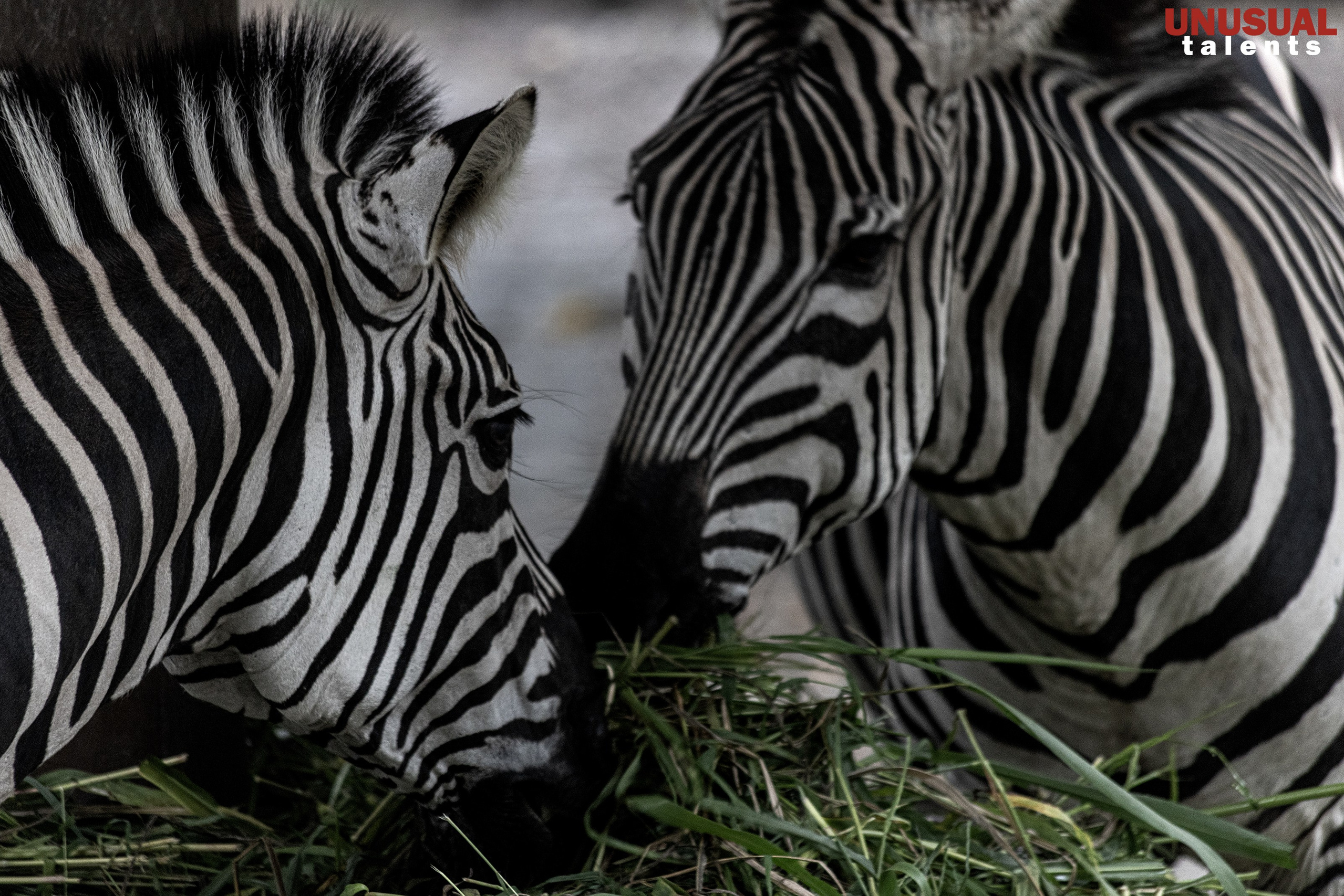 Ekaterina Kott. UNUSUAL TALENT magazine