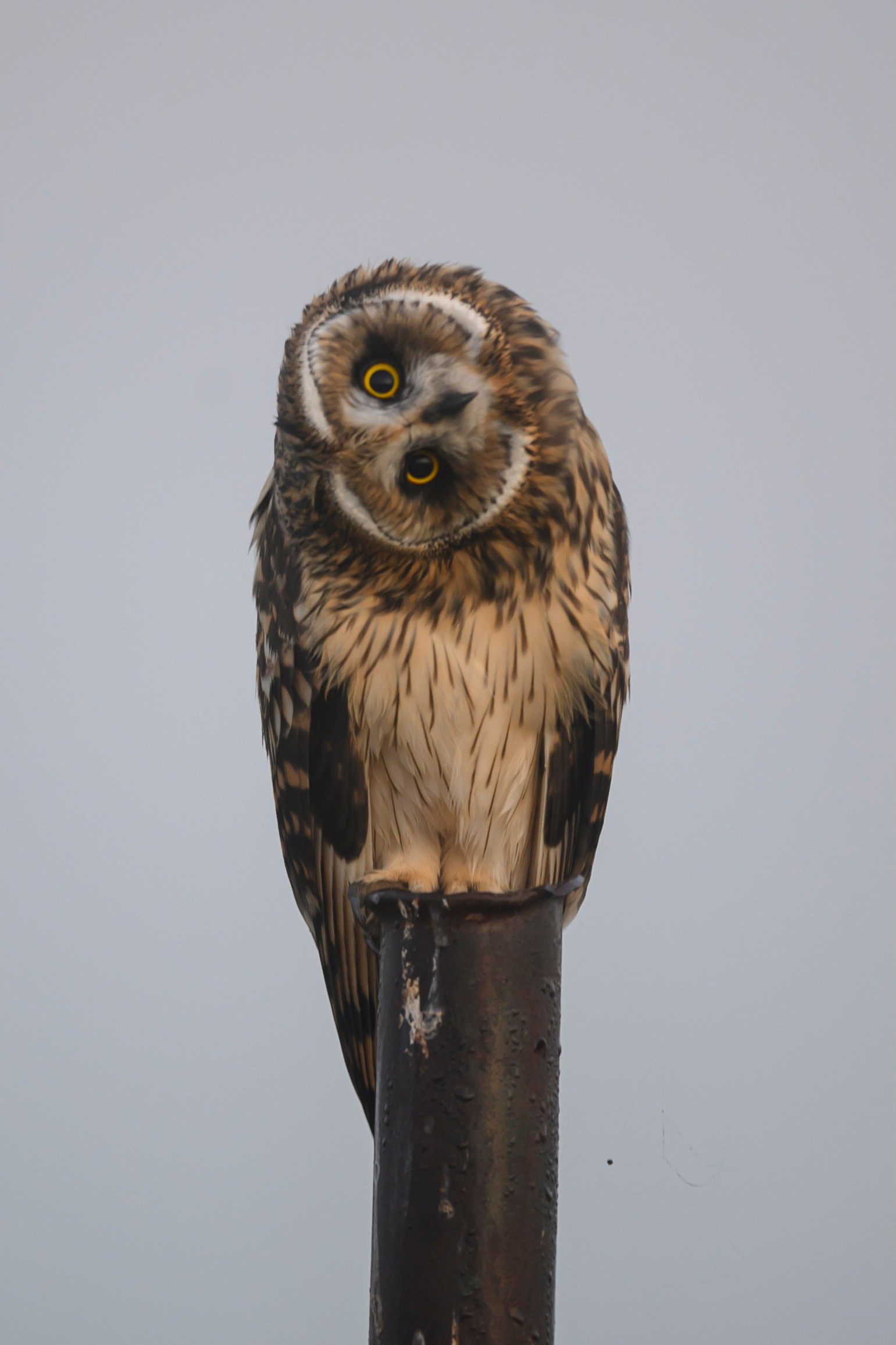 Первая охота совят. The first hunt of owlets. Wildlife photography by Sergey Puponin